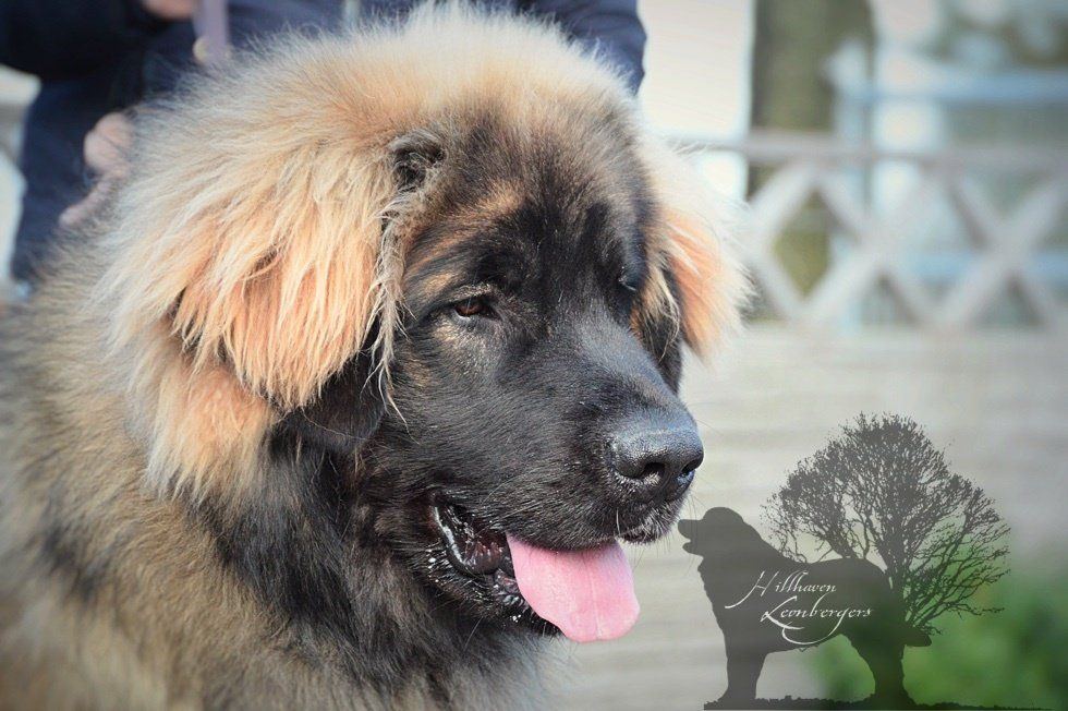 Fluffy black and tan puppy with tongue out, outdoors near a blurred fence