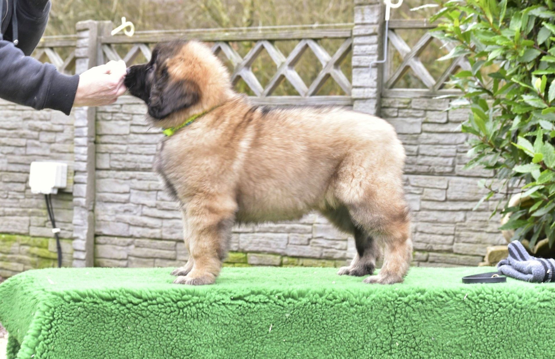 Hillhavenleonbergers leonbergers