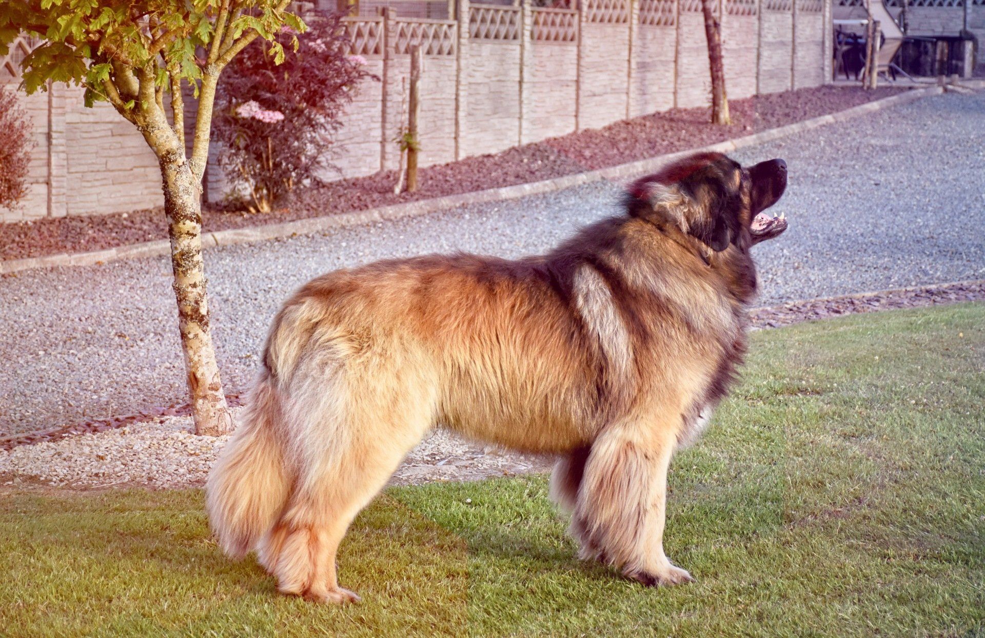 Hillhavenleonbergers leonbergers
