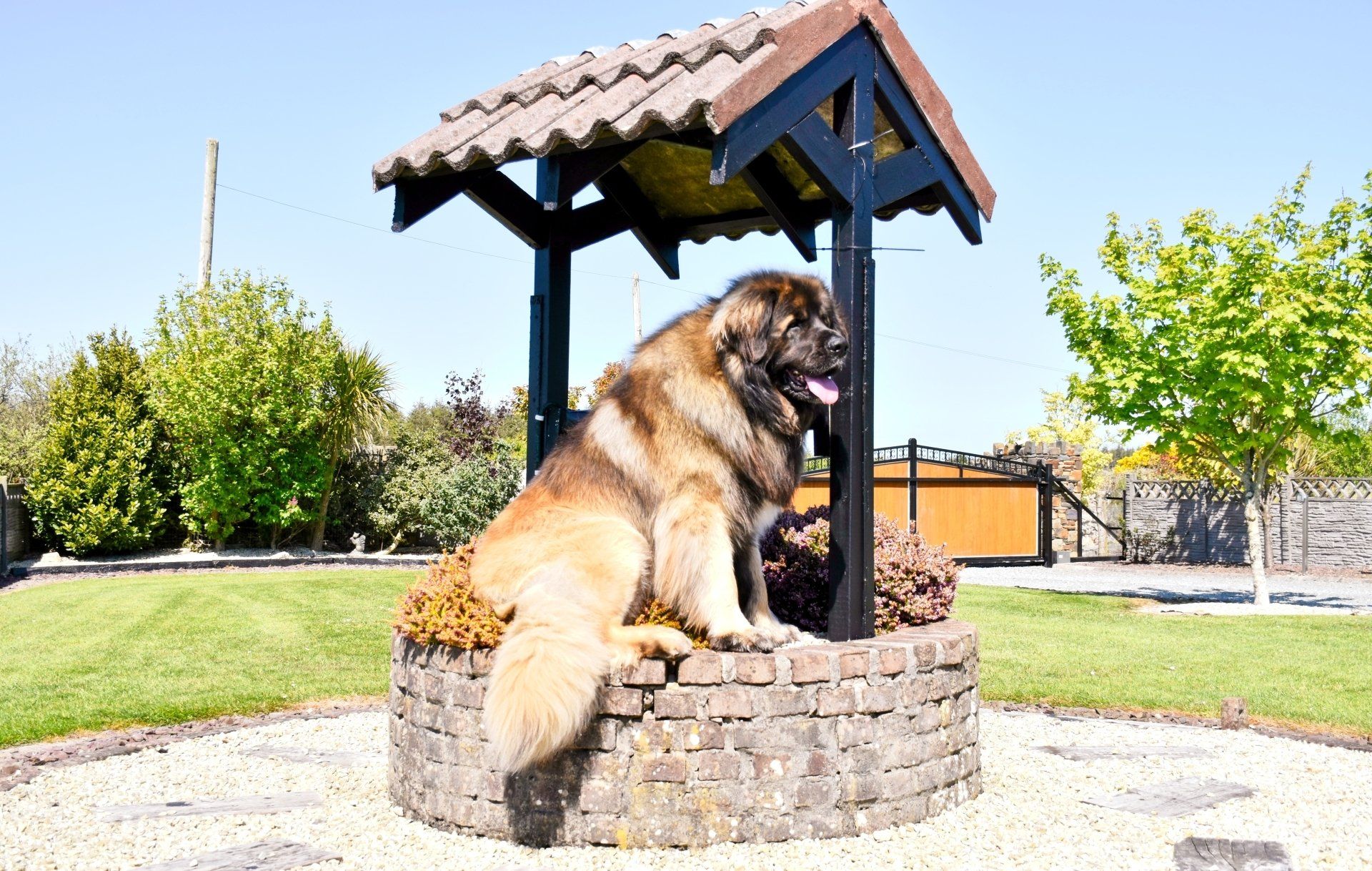 Hillhavenleonbergers leonbergers