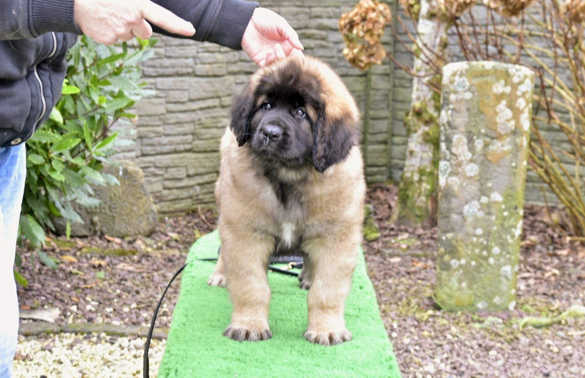 Hillhavenleonbergers leonbergers