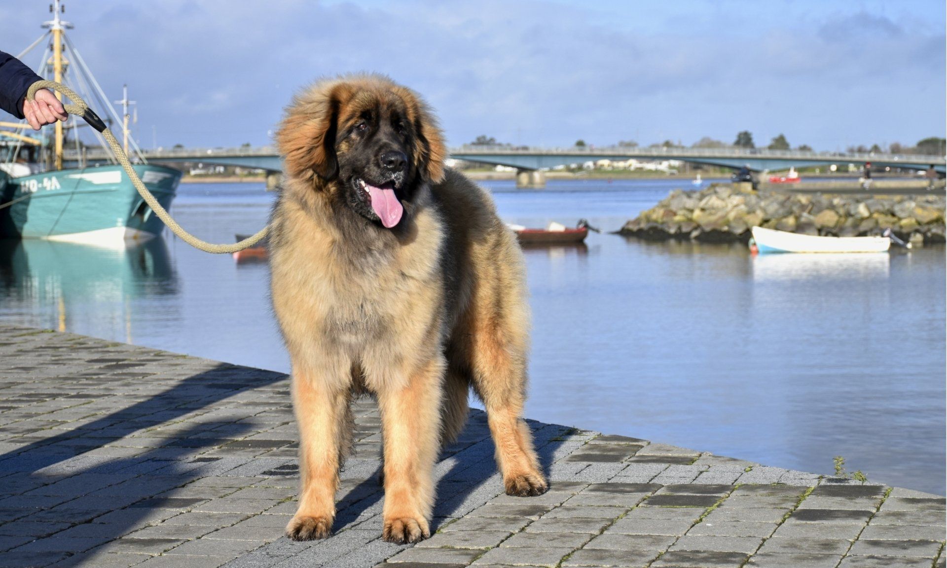 Large tan and black dog standing on a dock by calm water, tongue out, with boats in the background