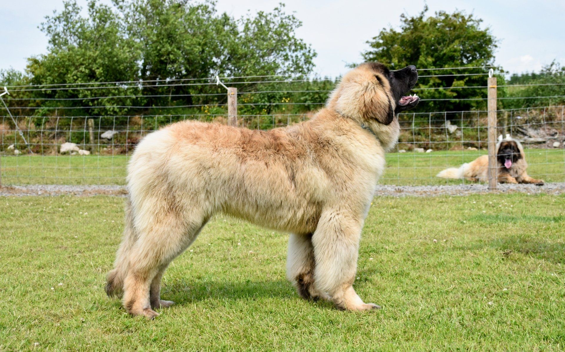 Hillhavenleonbergers leonbergers