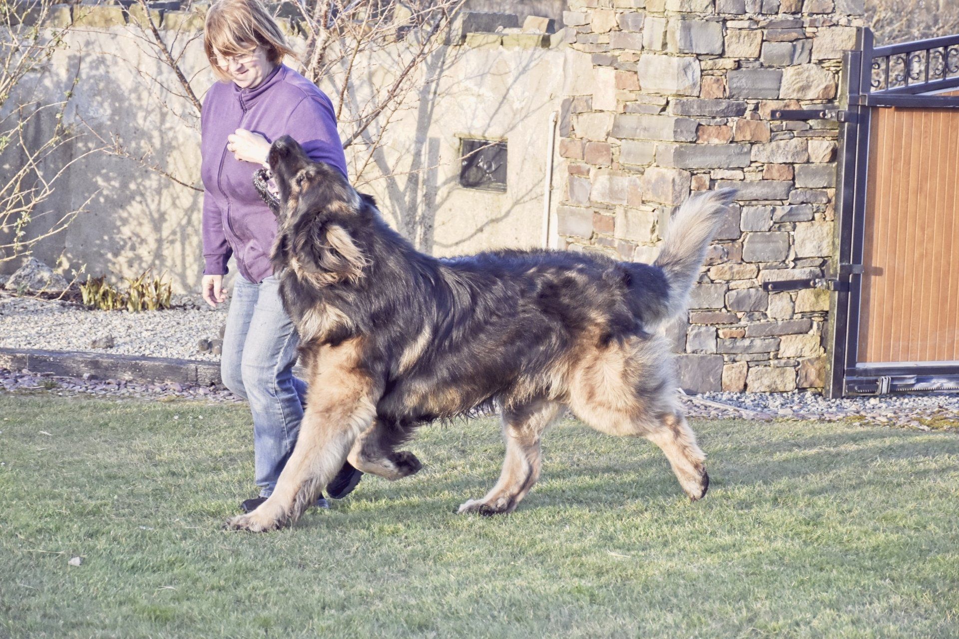 Large German Shepherd standing on grass beside a person in a purple top near a stone wall