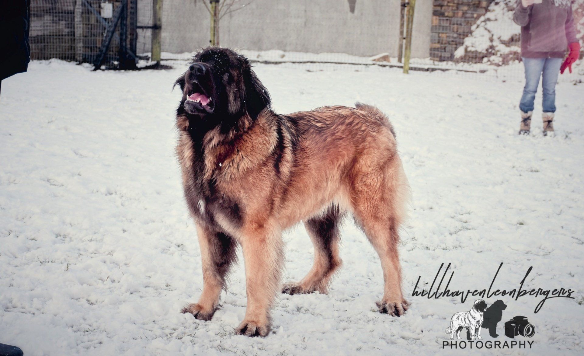 Large fluffy tan-and-black dog standing in falling snow, with a person in the background