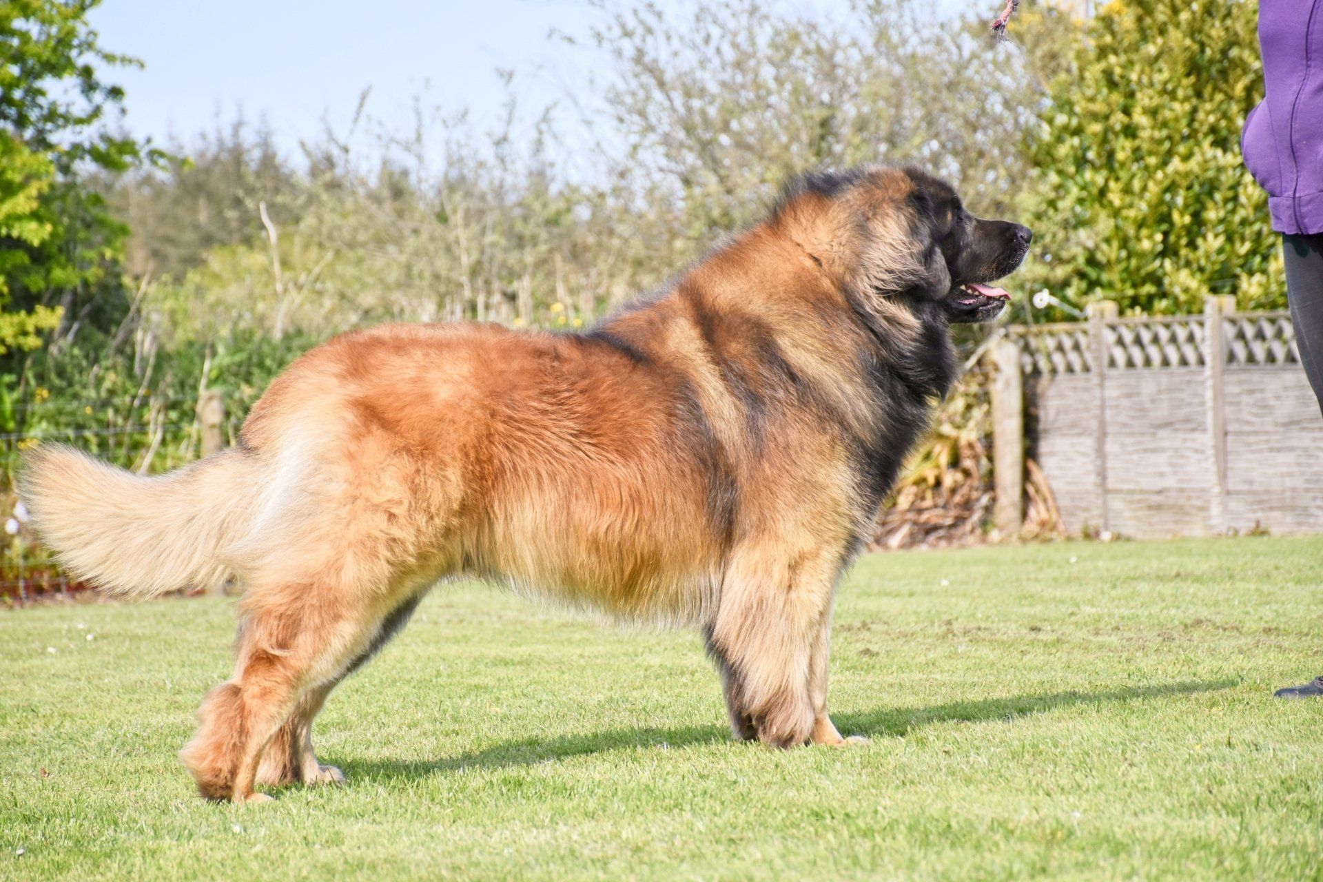 Hillhavenleonbergers leonbergers