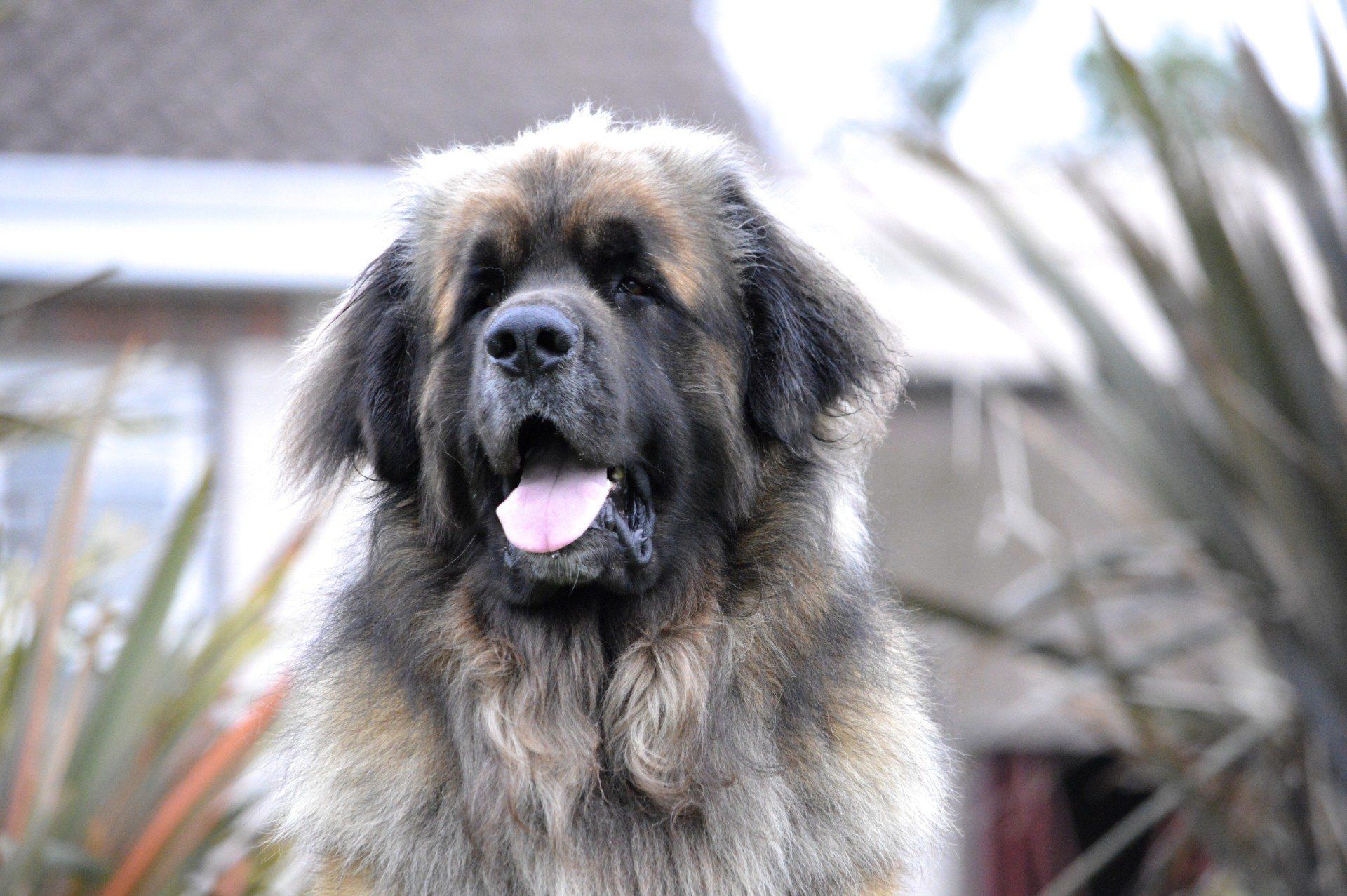Hillhavenleonbergers leonbergers