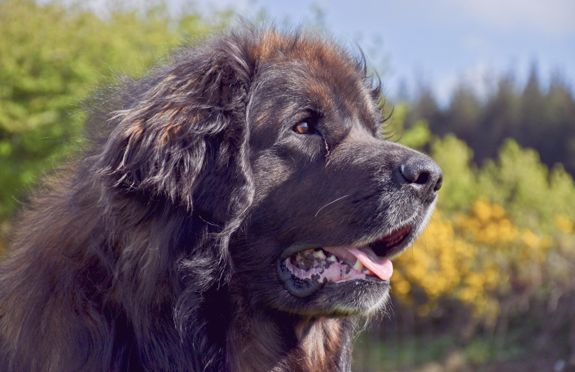 Large black fluffy dog outdoors, looking right with mouth open against a blurred green and yellow background