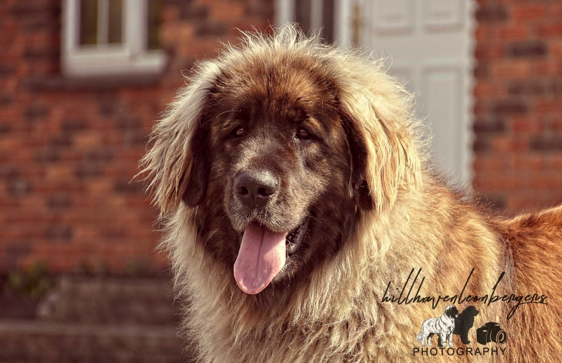 Brown shaggy dog panting in front of a brick building, with a blurred background.
