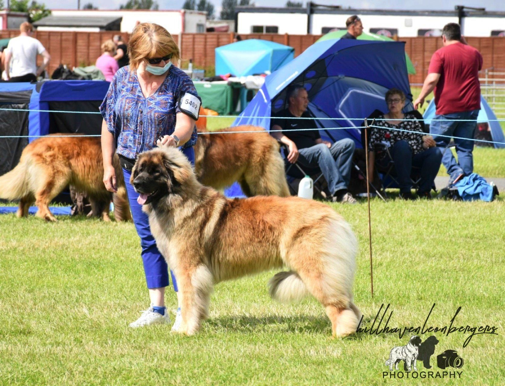 Woman with a large tan dog at an outdoor dog show, with tents and other dogs in the background