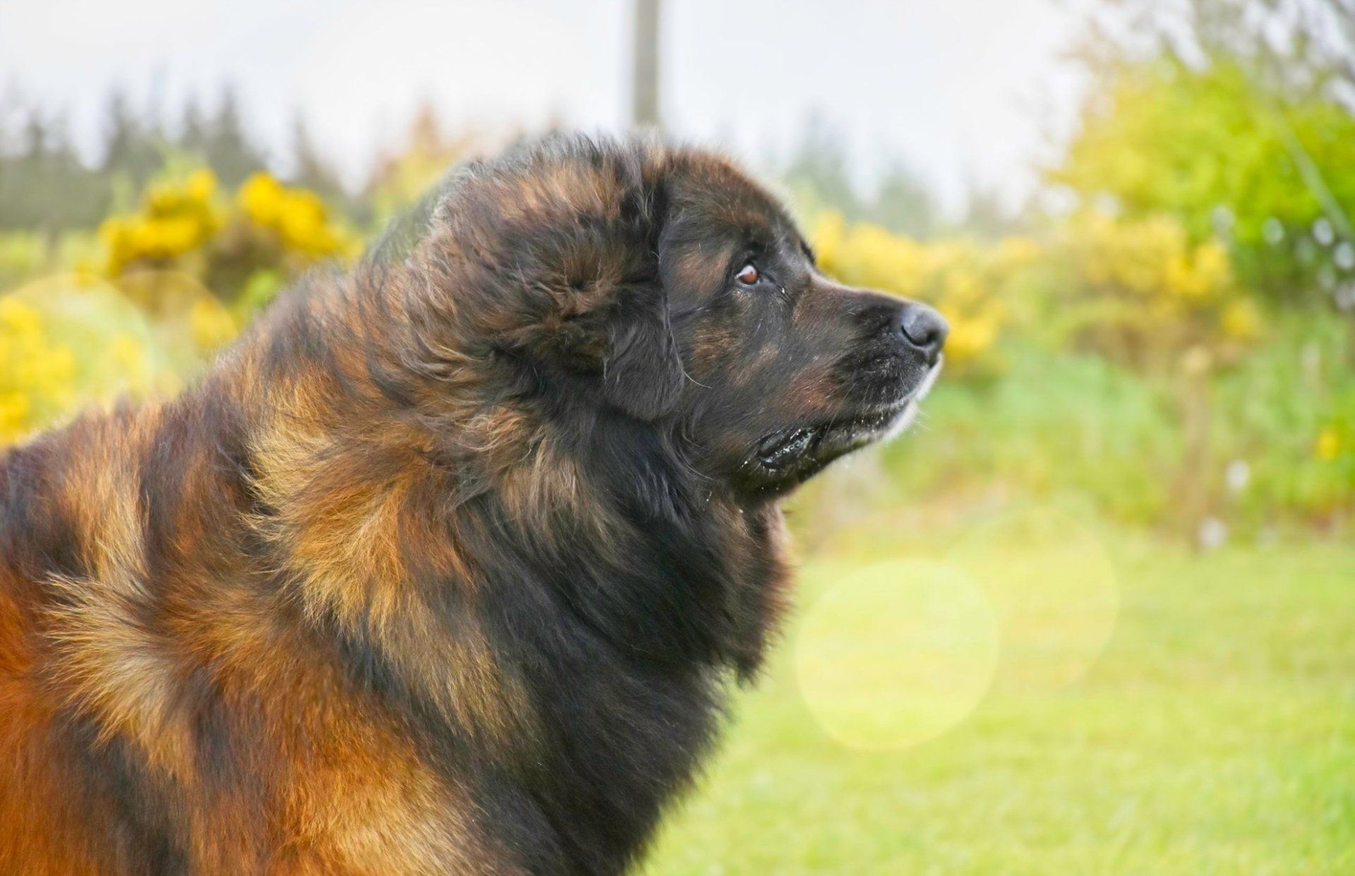 Fluffy brown-and-black dog in profile, sitting outdoors in a sunny garden with yellow flowers