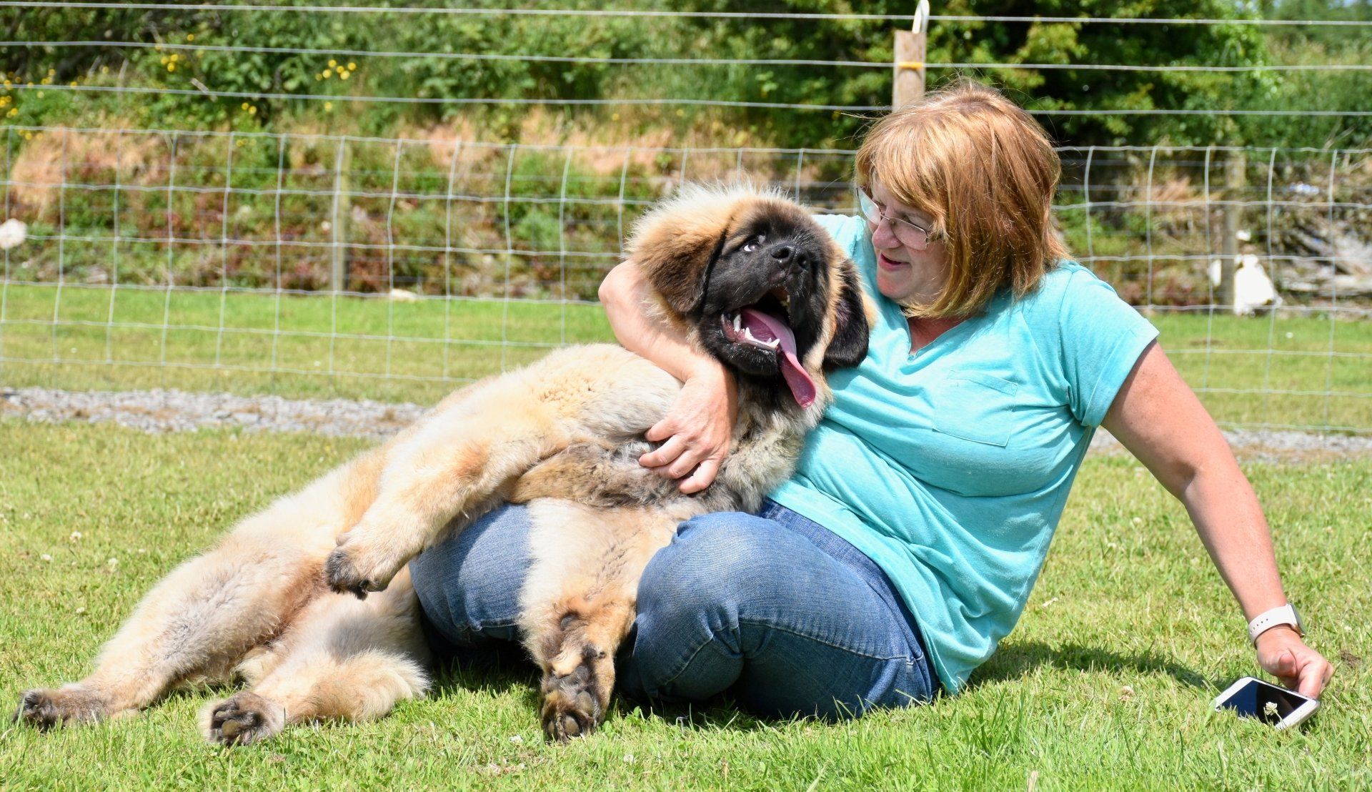 Hillhavenleonbergers leonbergers