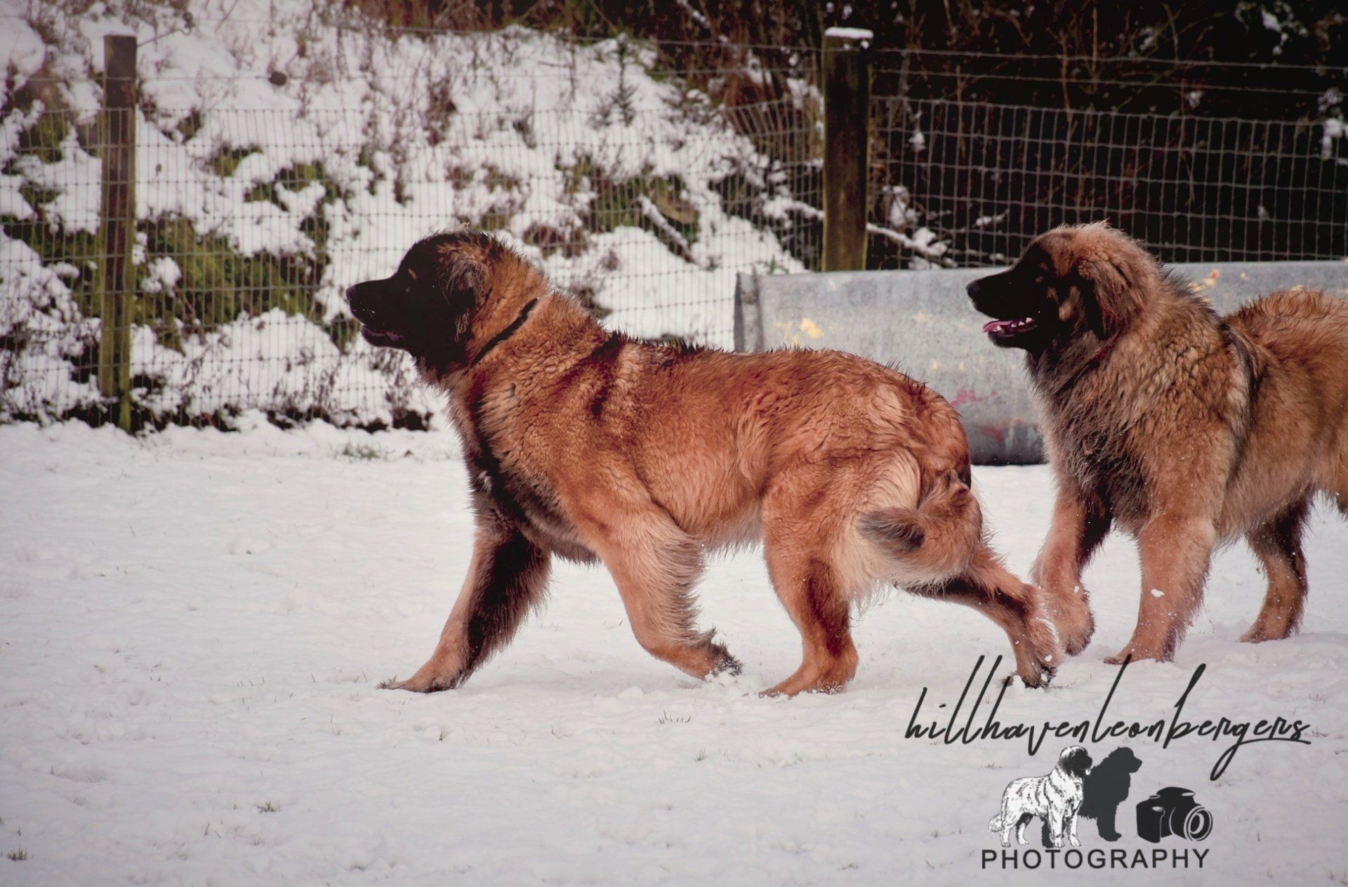 Two large brown dogs standing in snow near a fence, with one looking left and the other facing right