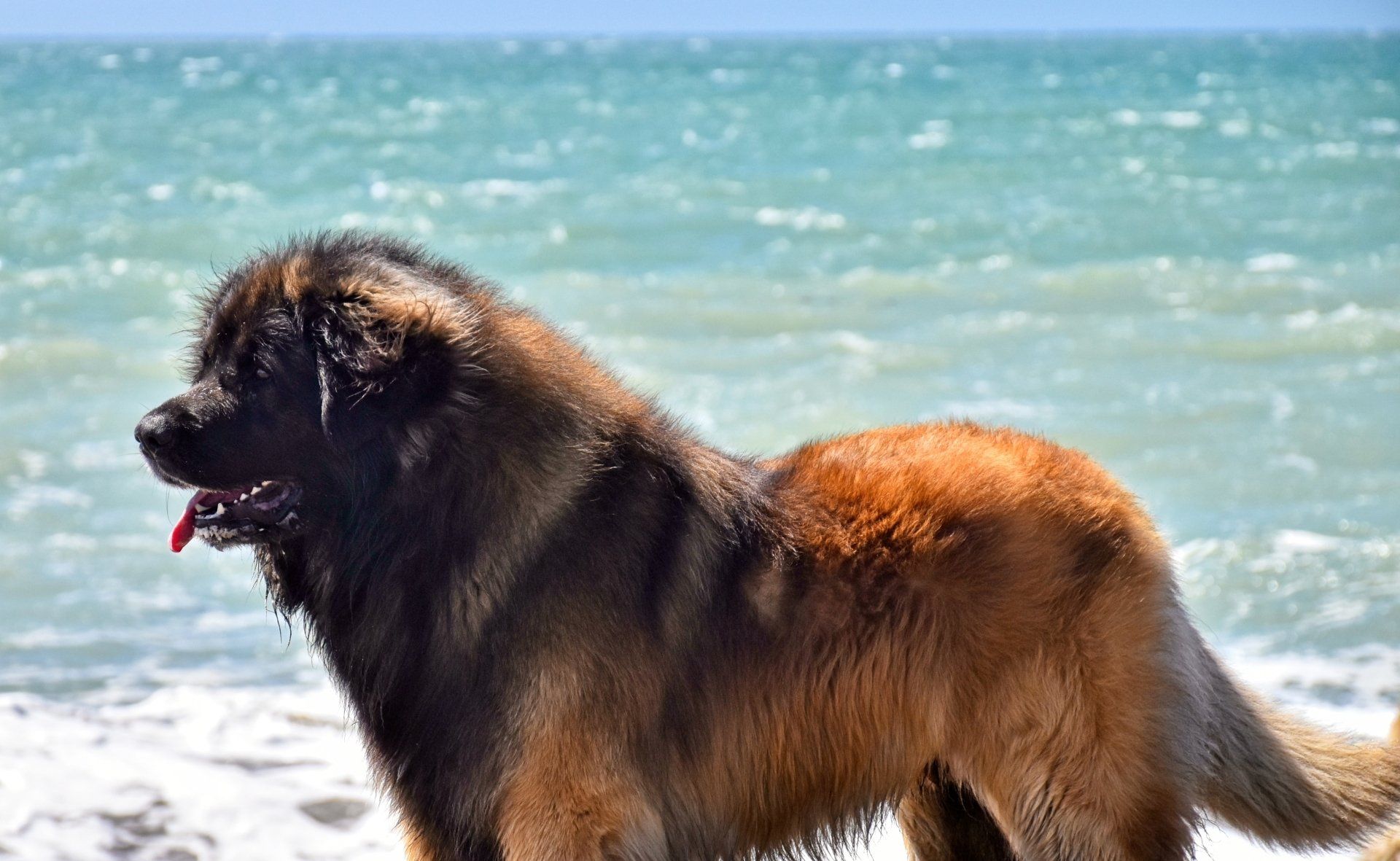 Large brown-and-black dog standing on a sunny beach with ocean waves behind it