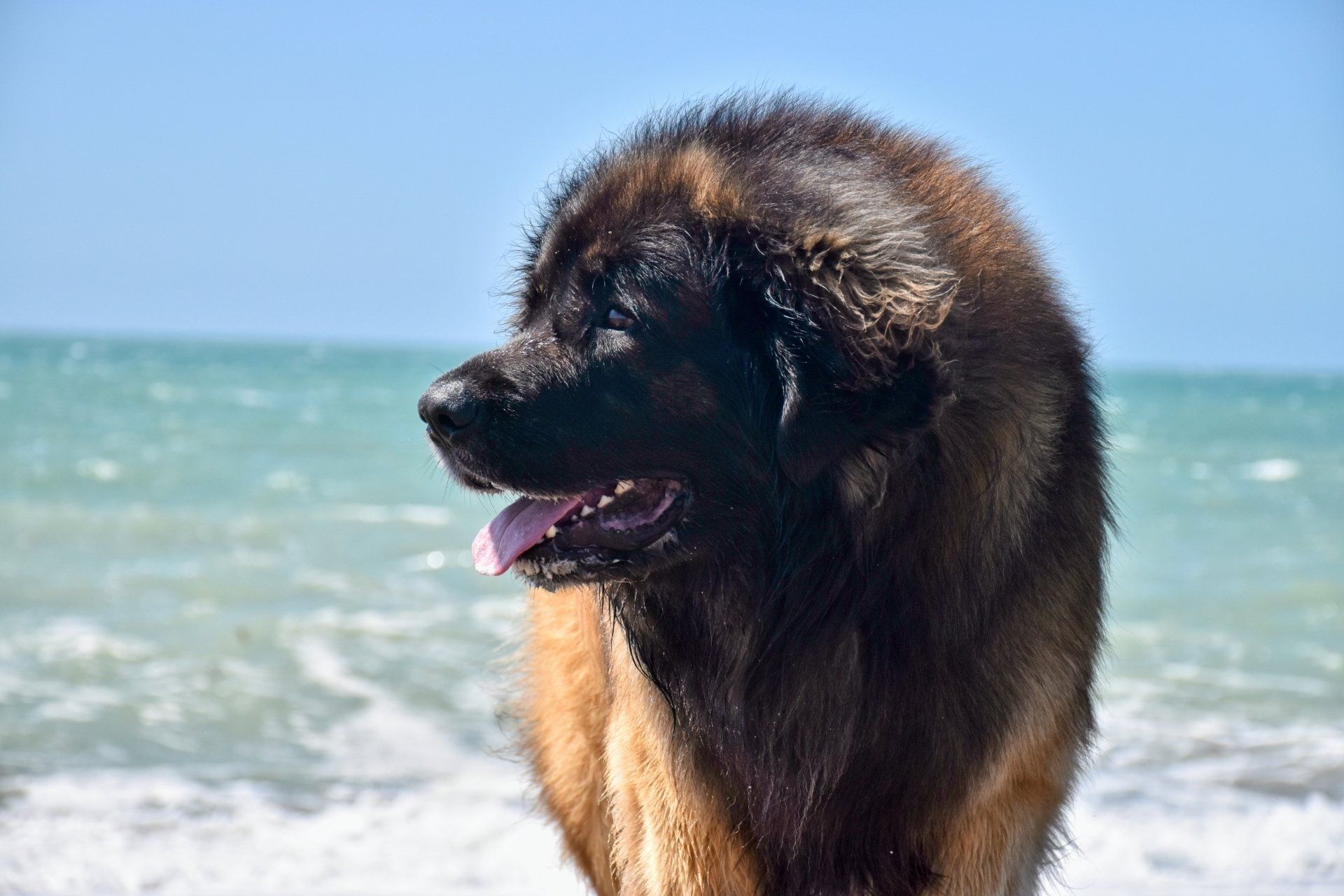 Large fluffy black-and-tan dog standing on a sunny beach with ocean waves behind it