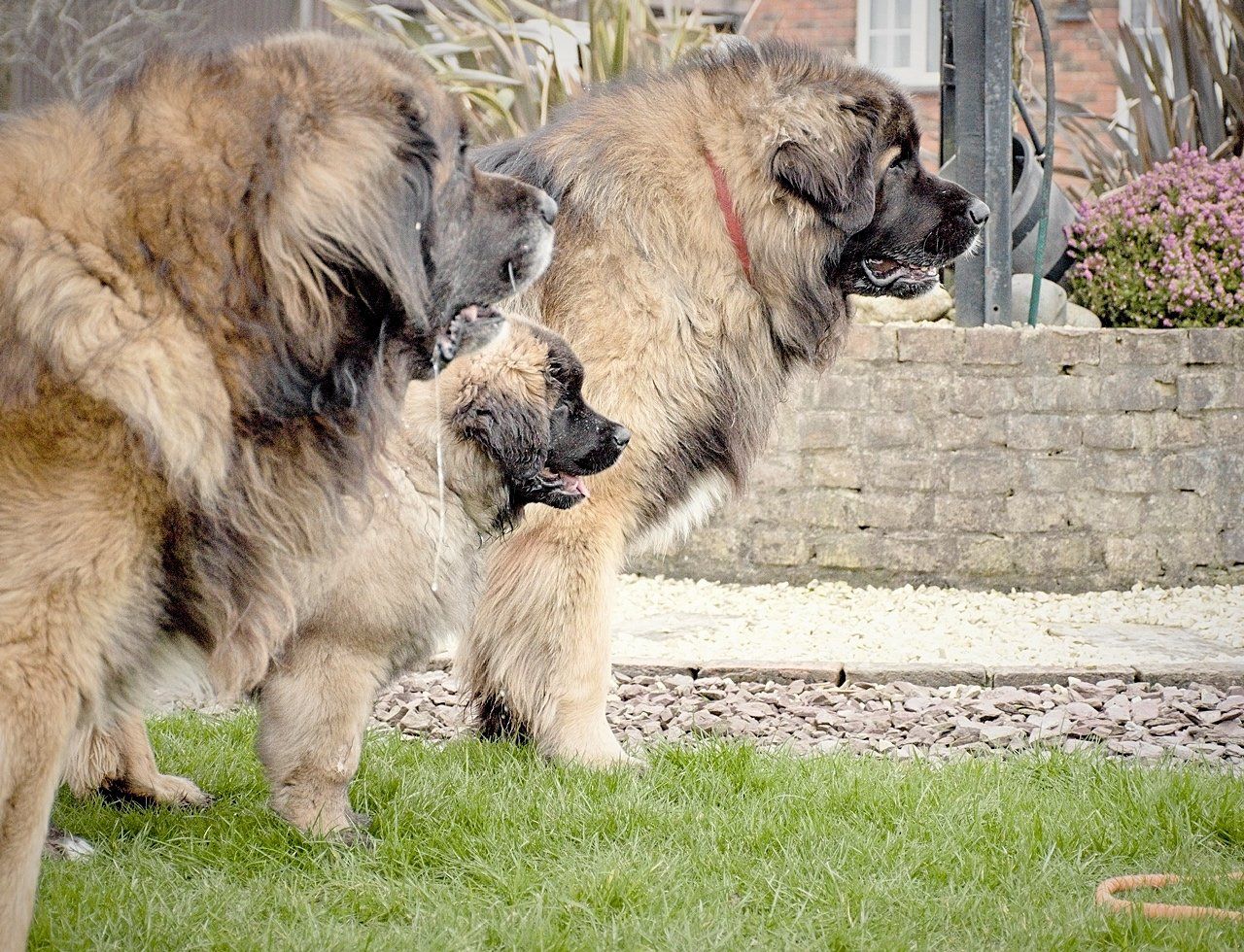 Hillhavenleonbergers leonbergers