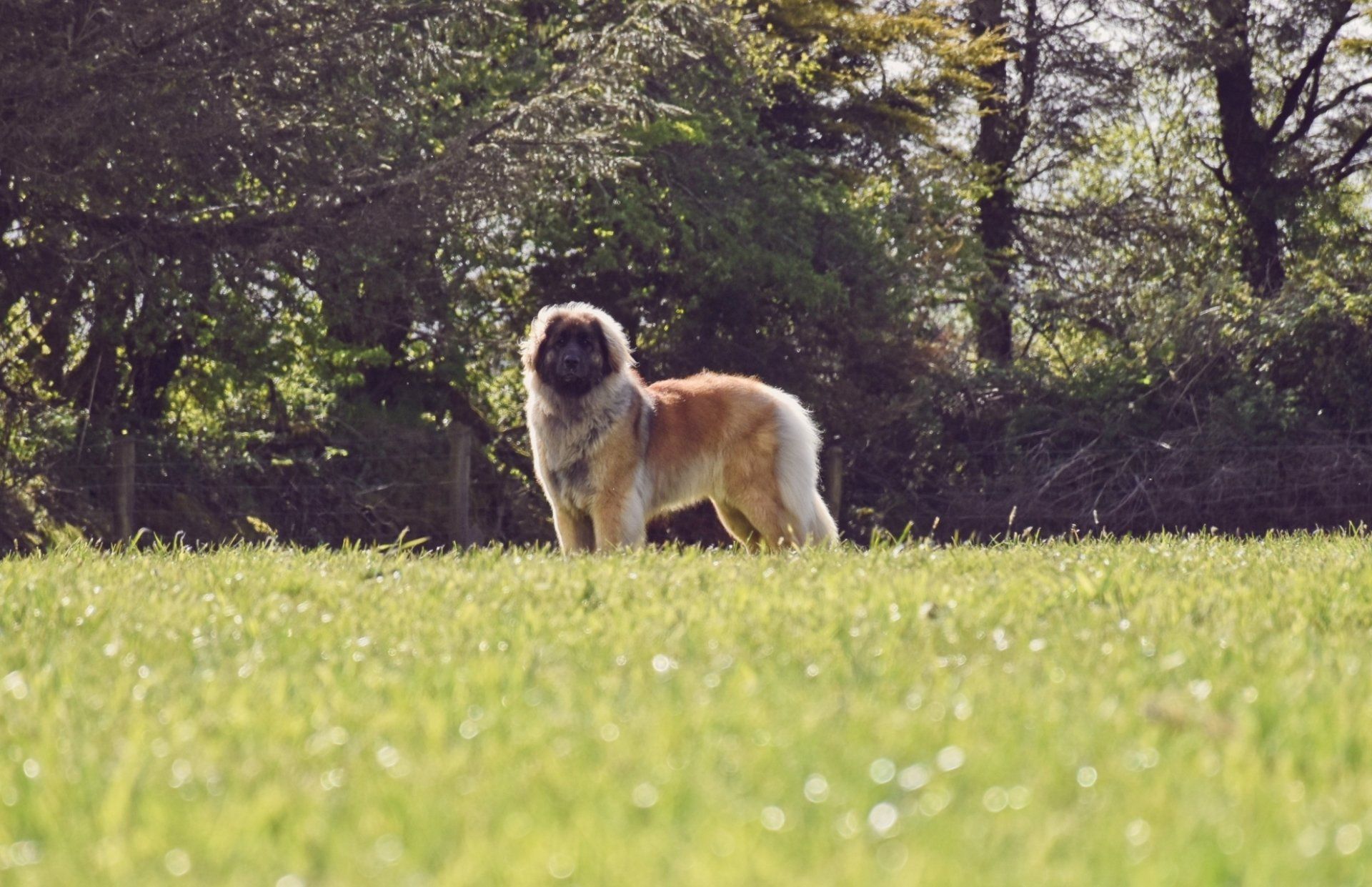 Small fluffy dog standing in a sunlit grassy field with trees in the background