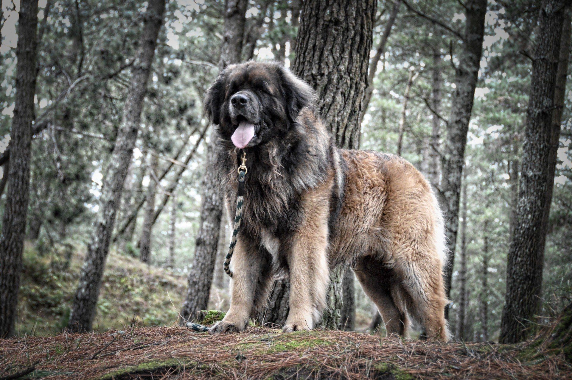 Hillhavenleonbergers leonbergers