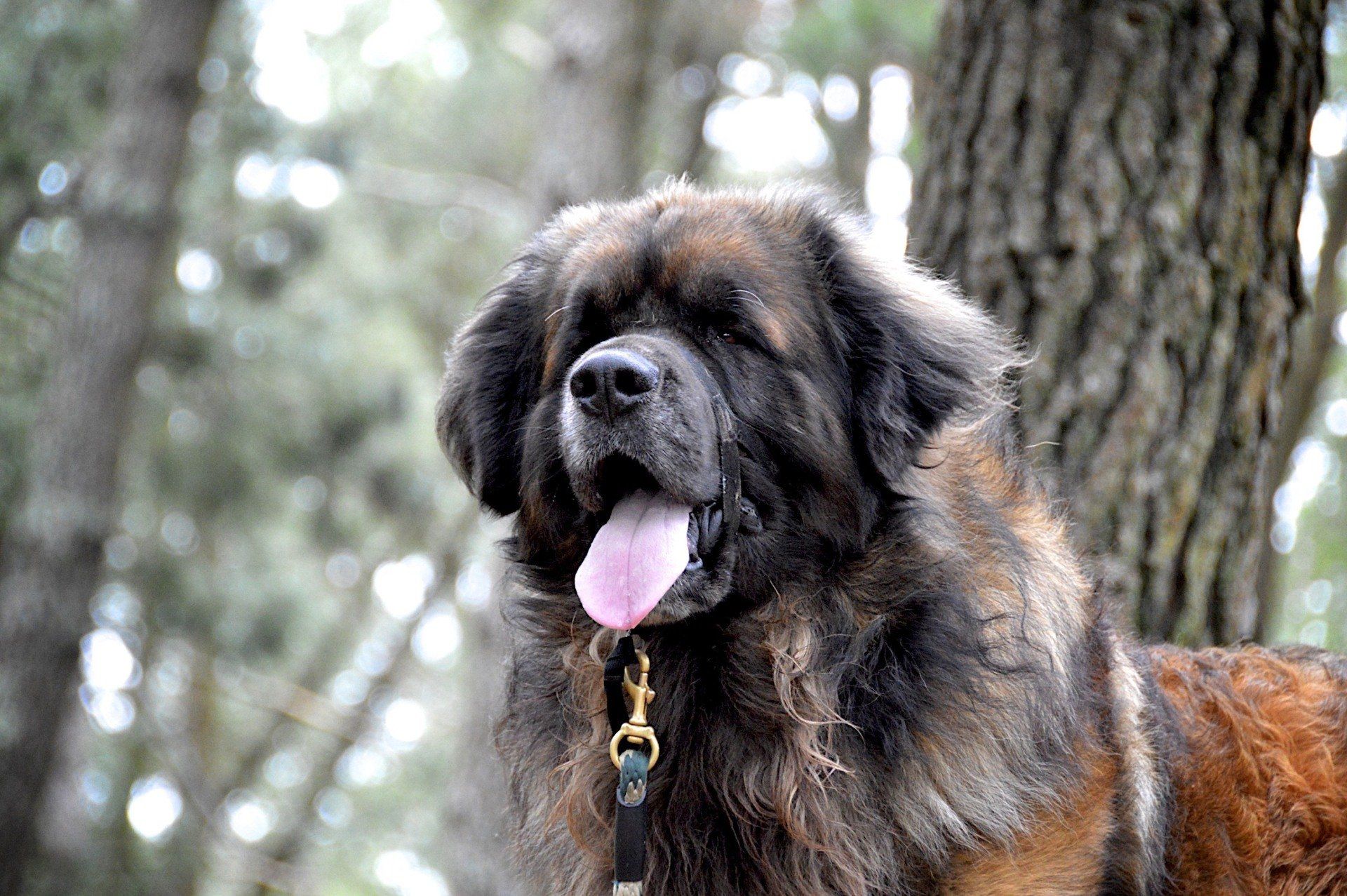 Hillhavenleonbergers leonbergers