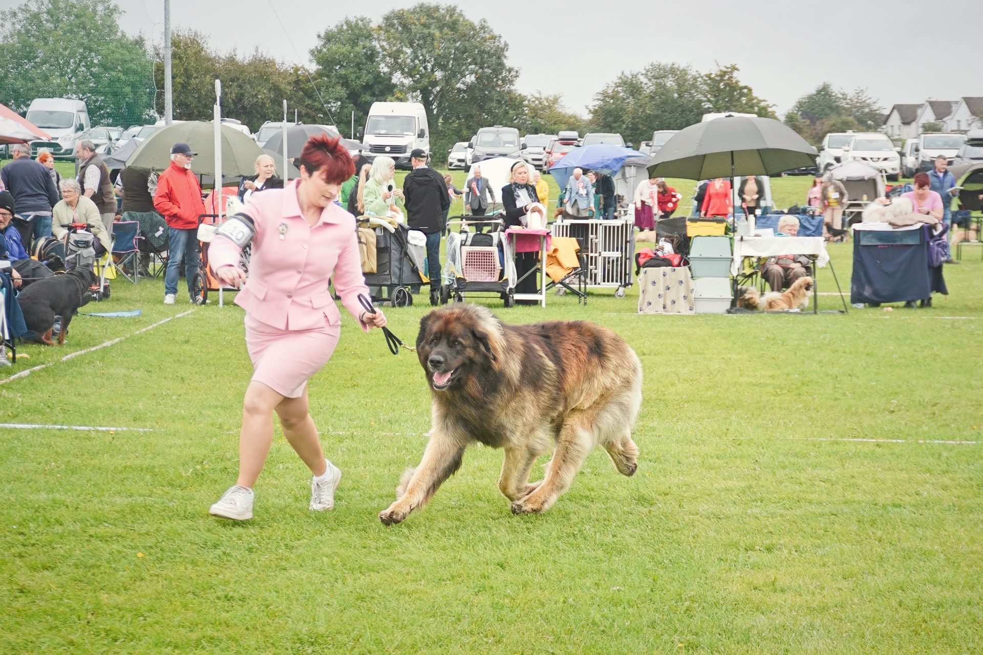 Woman in pink dress leading a large dog across a grassy field at an outdoor dog show