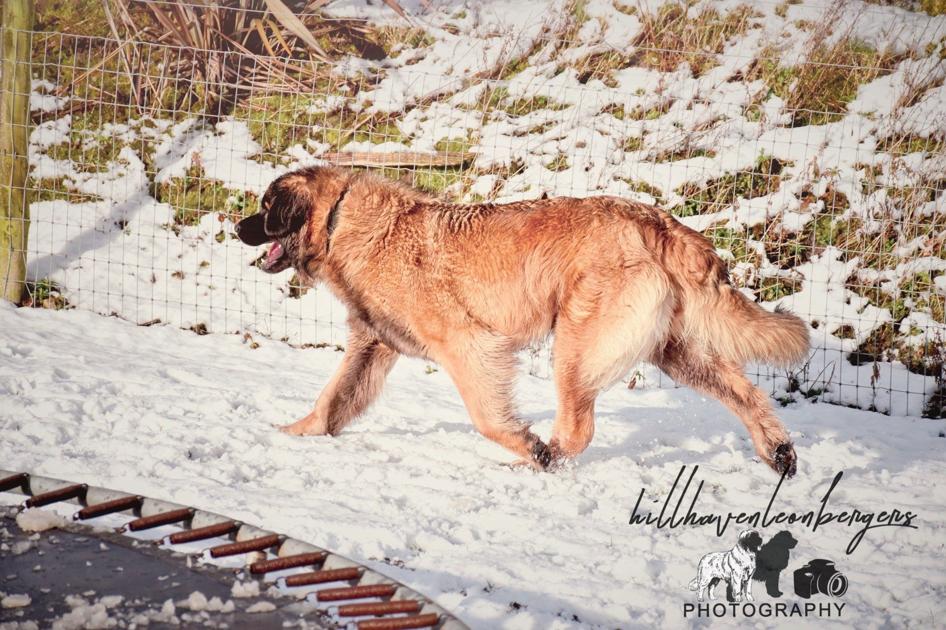 Golden-brown dog walking through snow beside a curved brick path.