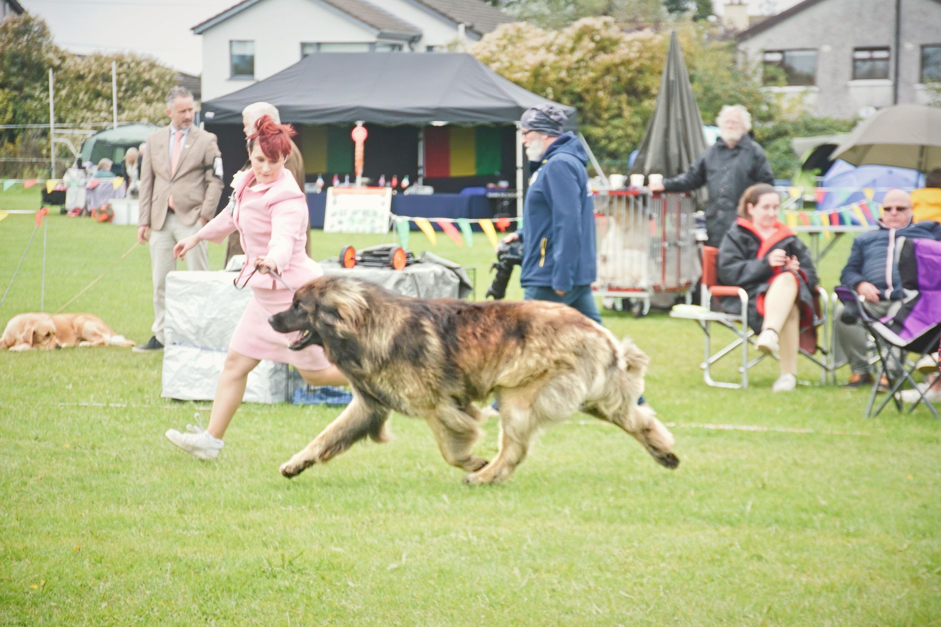 Large dog walking in a grassy show ring with handlers and spectators in the background