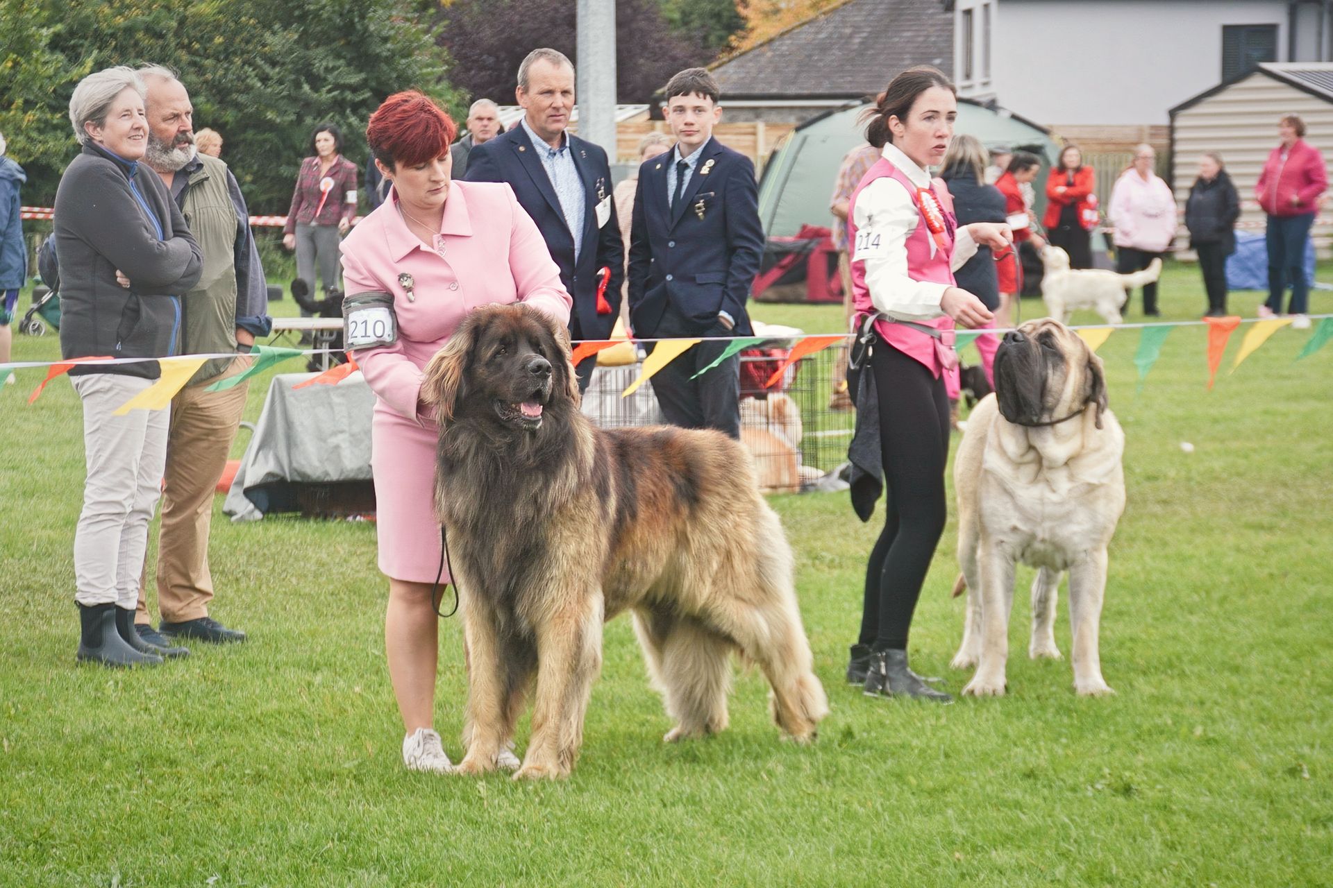 Dog show participants standing with two large dogs on a grassy field with bunting and spectators in the background