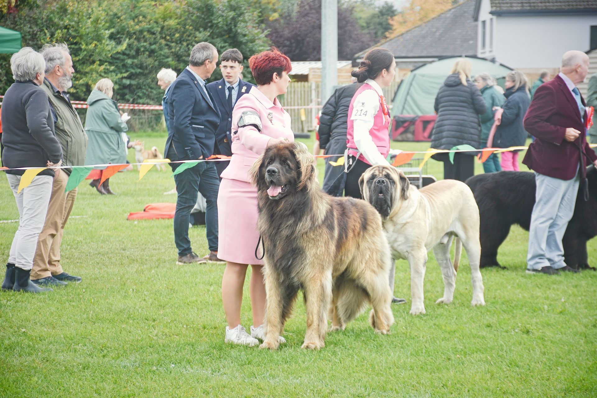 People with large dogs at an outdoor show ring on a grassy field