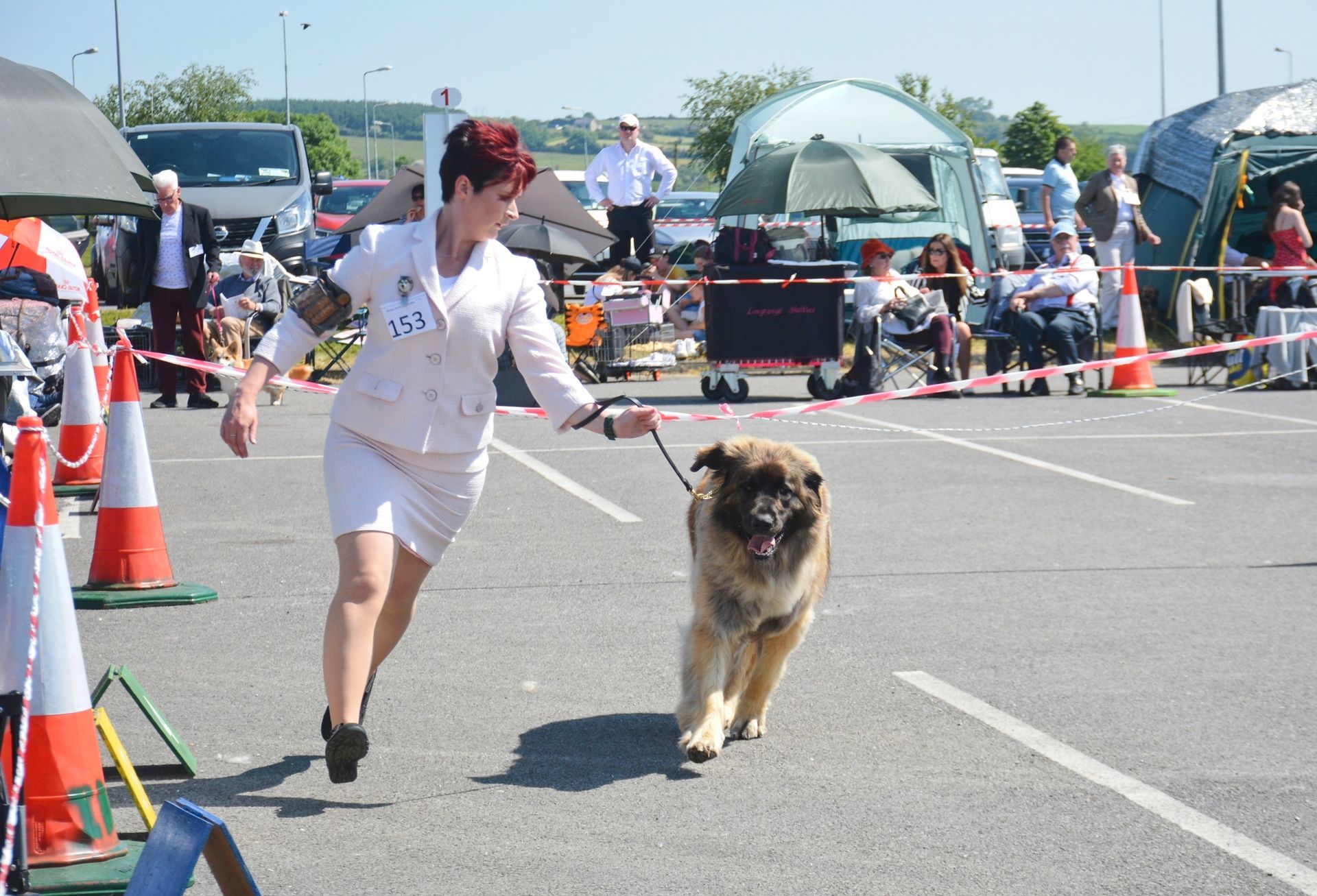 Hillhavenleonbergers leonbergers