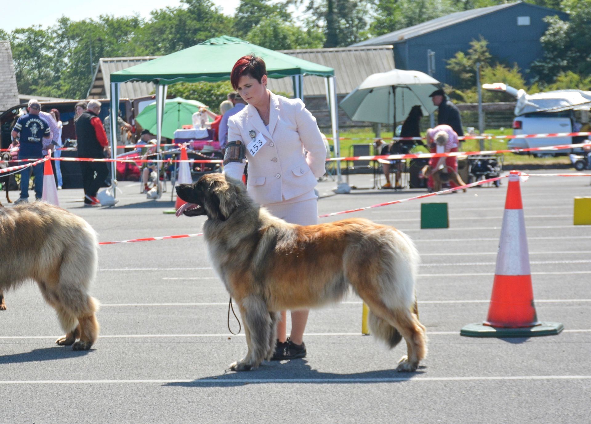 Hillhavenleonbergers leonbergers