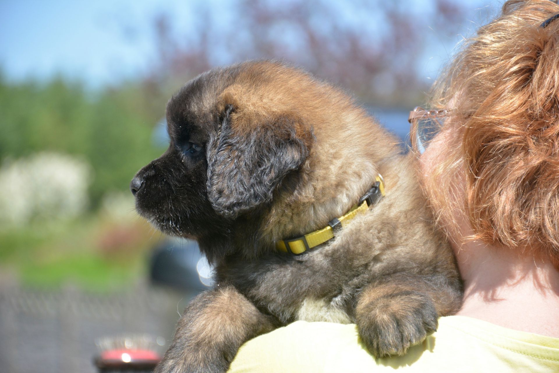 Hillhavenleonbergers leonbergers