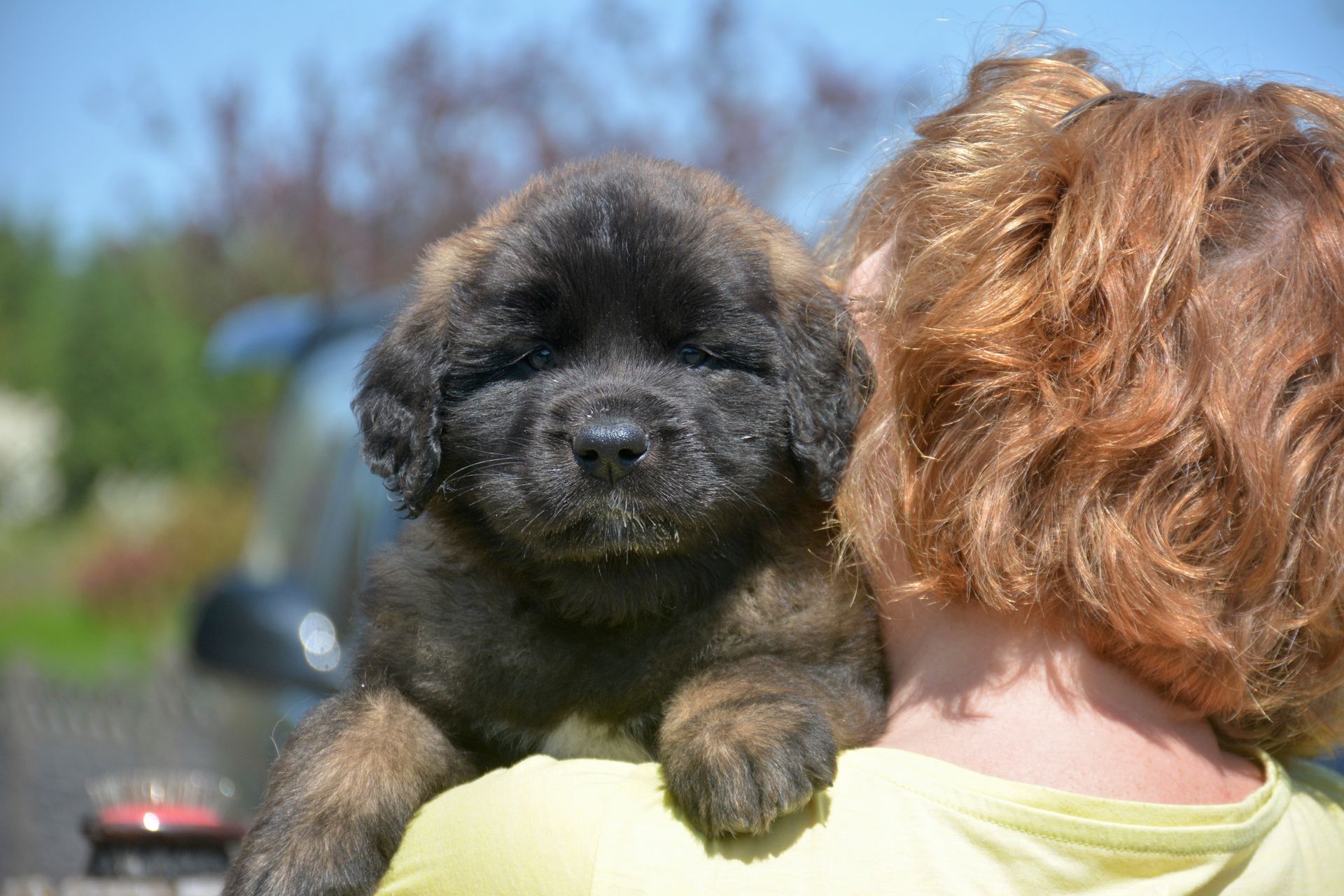 Hillhavenleonbergers leonbergers
