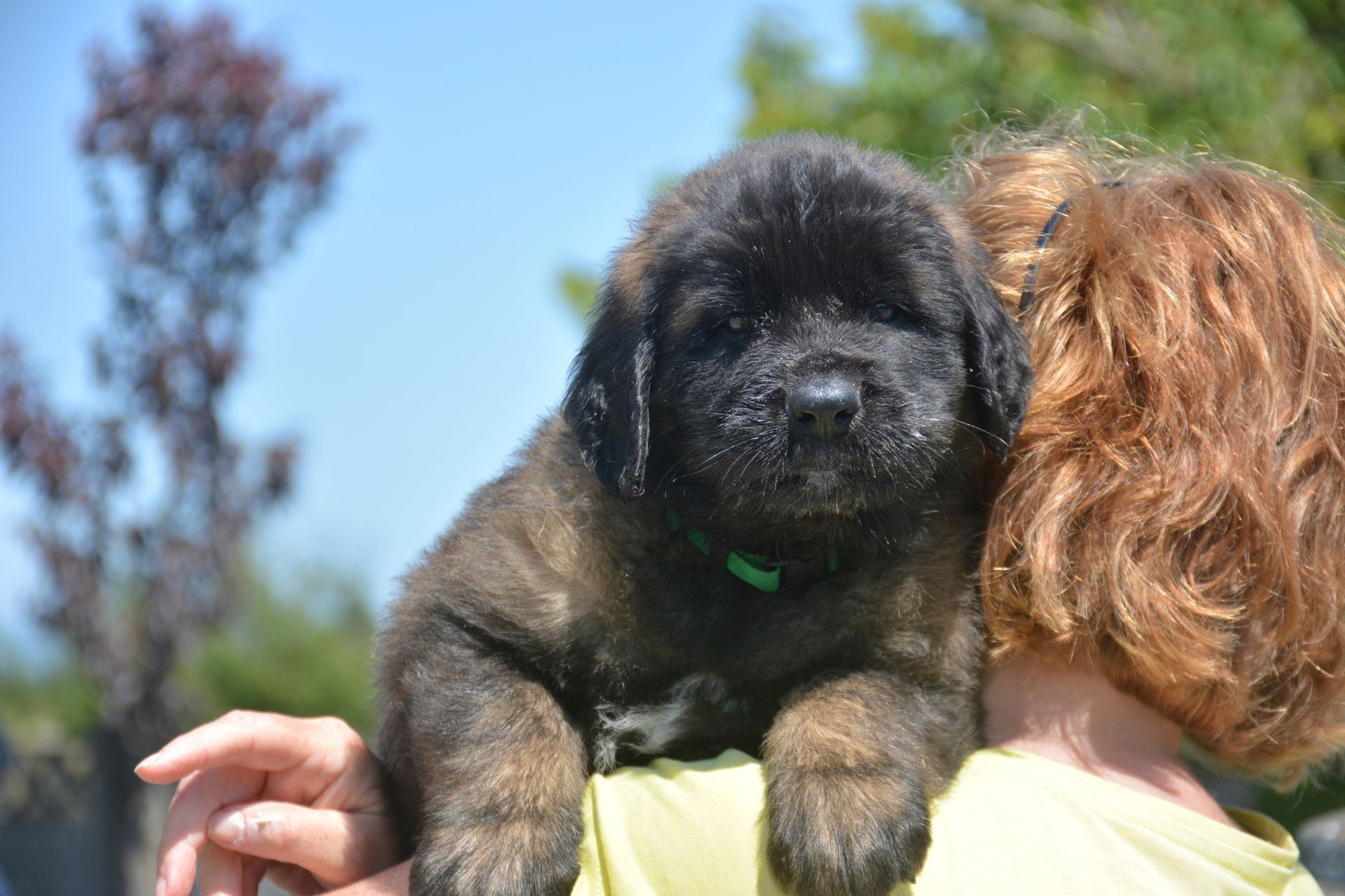 Hillhavenleonbergers leonbergers