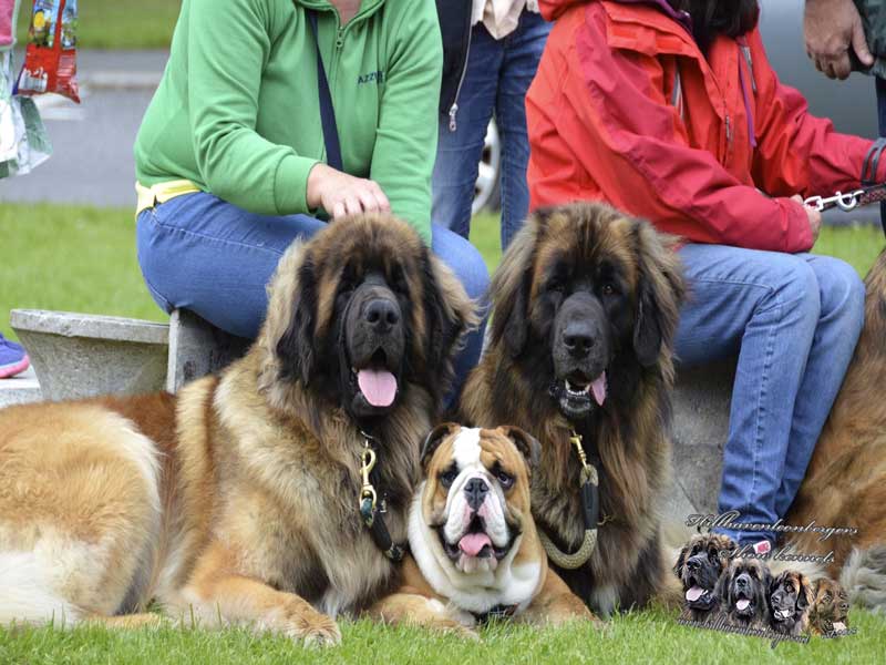 Hillhavenleonbergers leonbergers