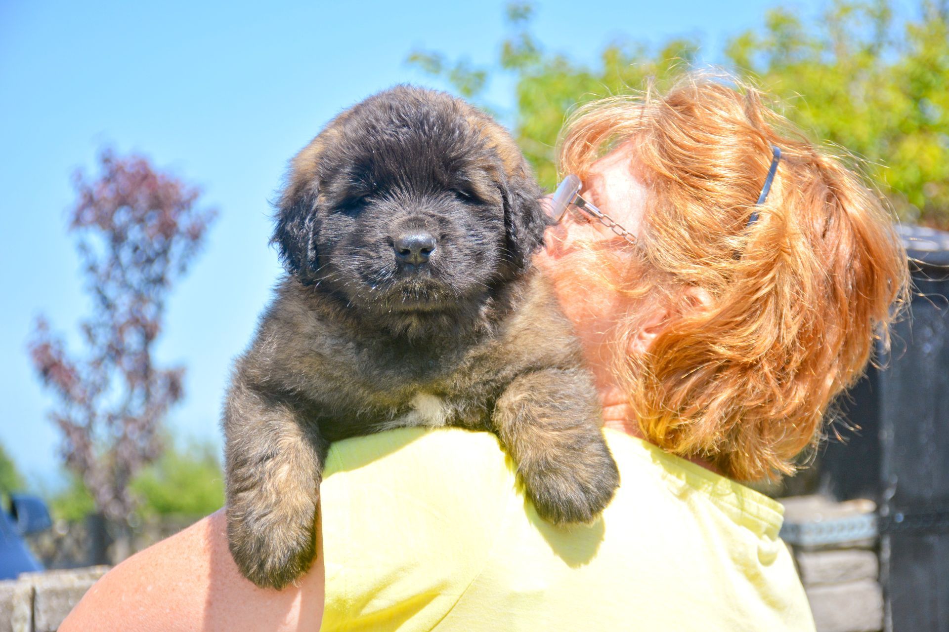 Hillhavenleonbergers leonbergers