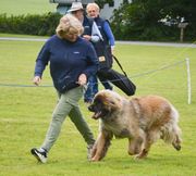 People walking a large fluffy dog on a leash in a grassy field, with another dog in a wagon behind them.