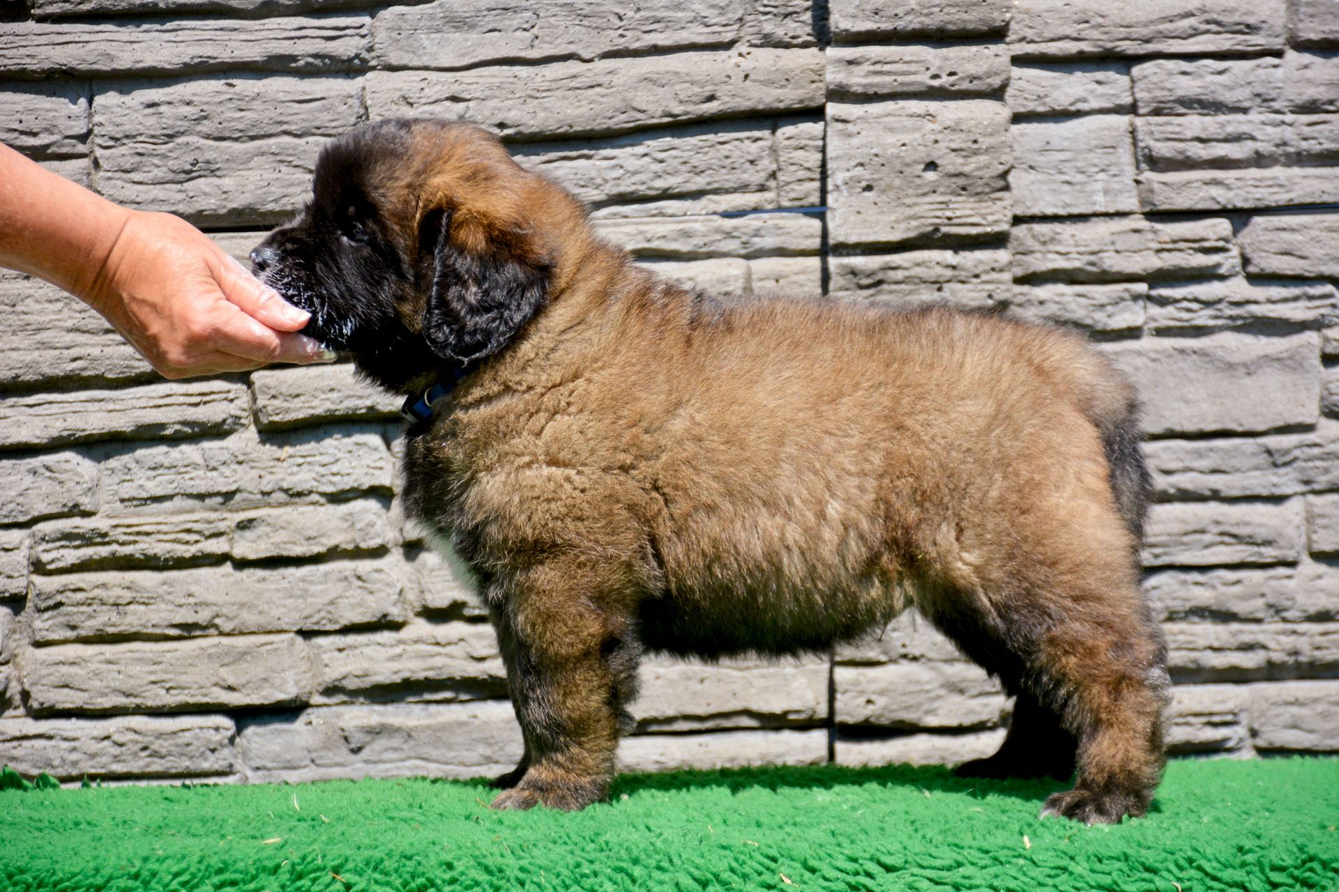 Hillhavenleonbergers leonbergers