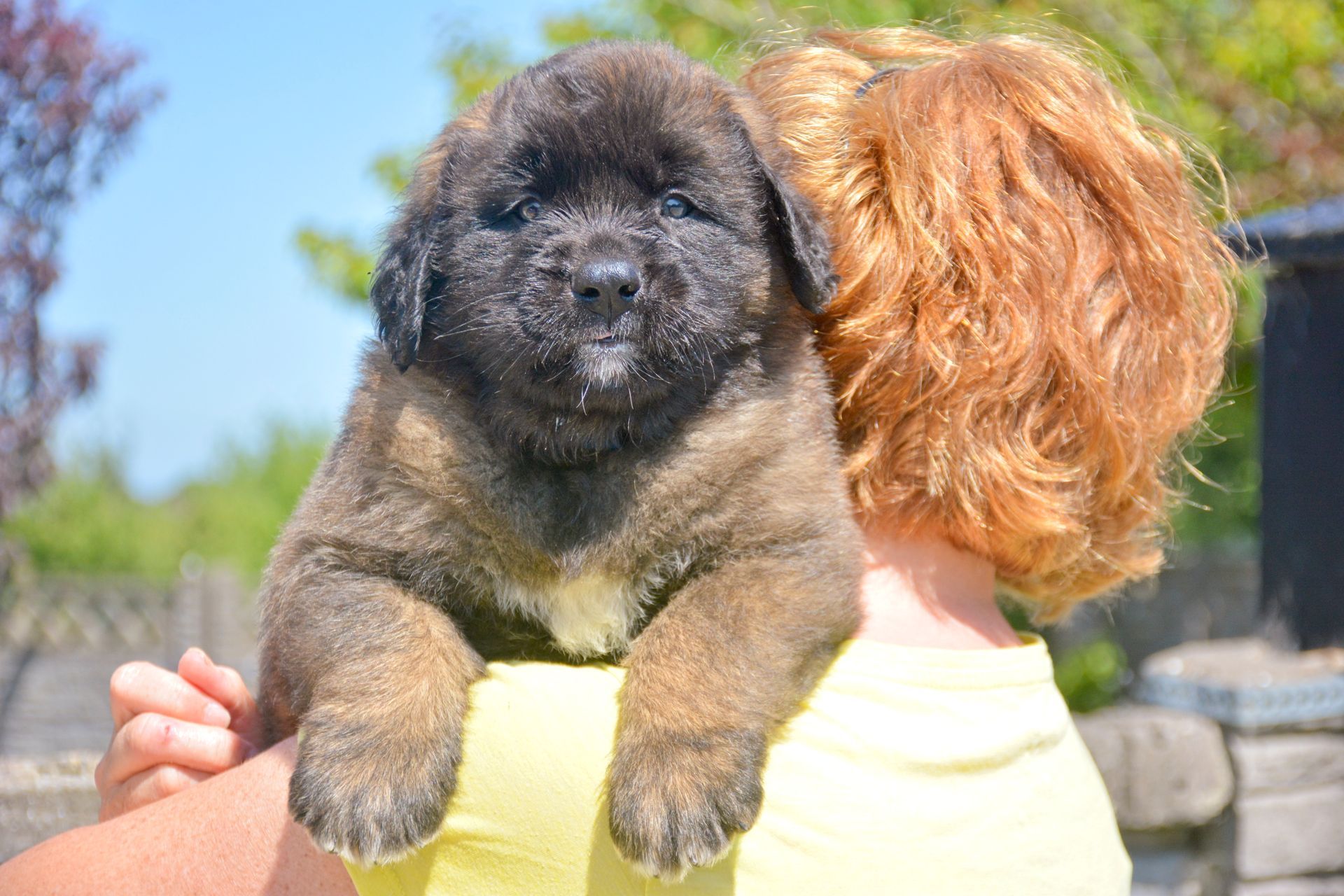 Hillhavenleonbergers leonbergers