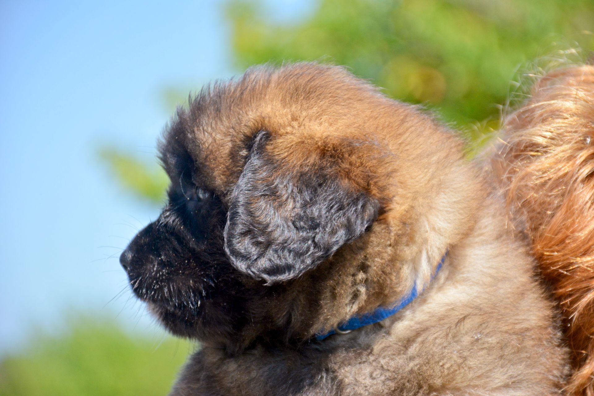 Hillhavenleonbergers leonbergers