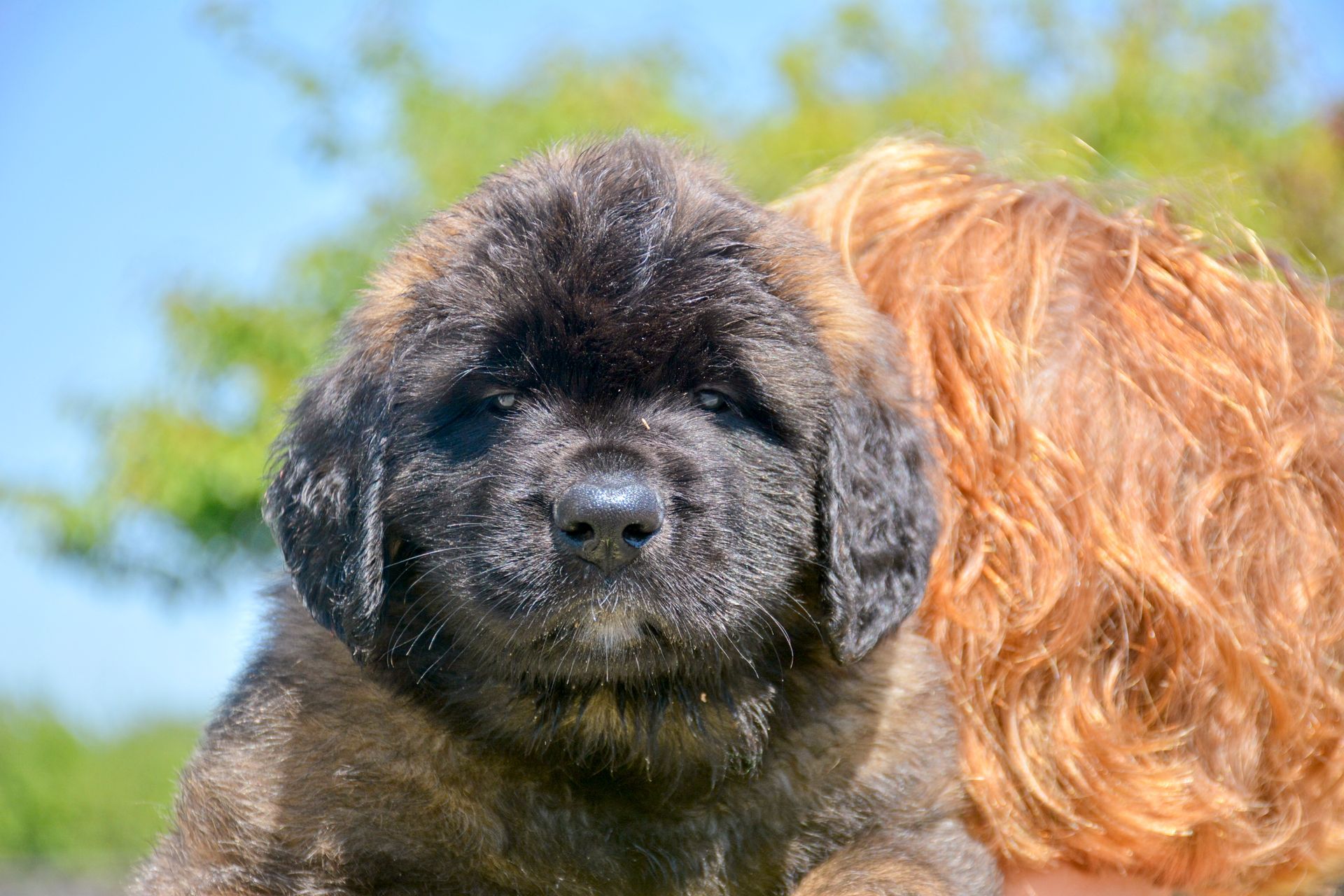 Hillhavenleonbergers leonbergers