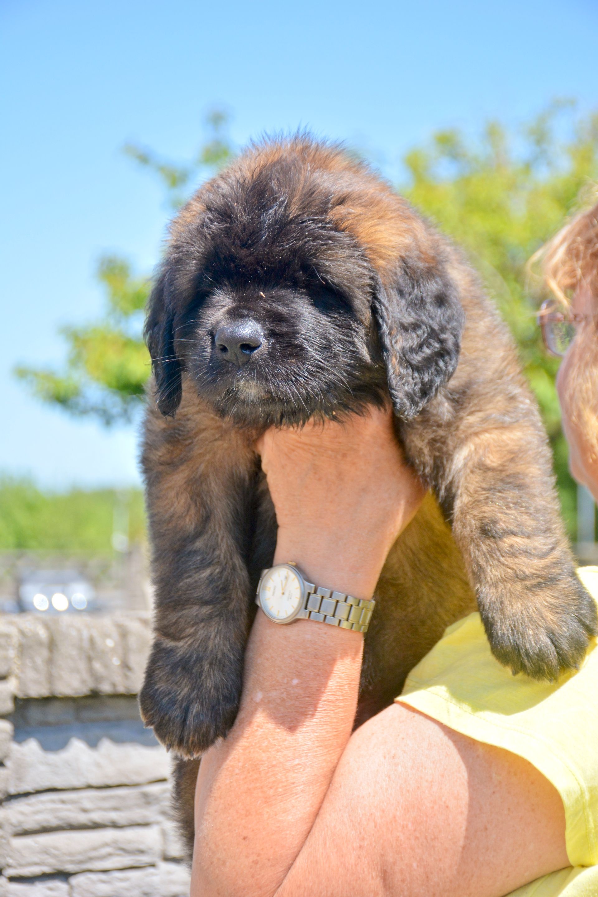Hillhavenleonbergers leonbergers