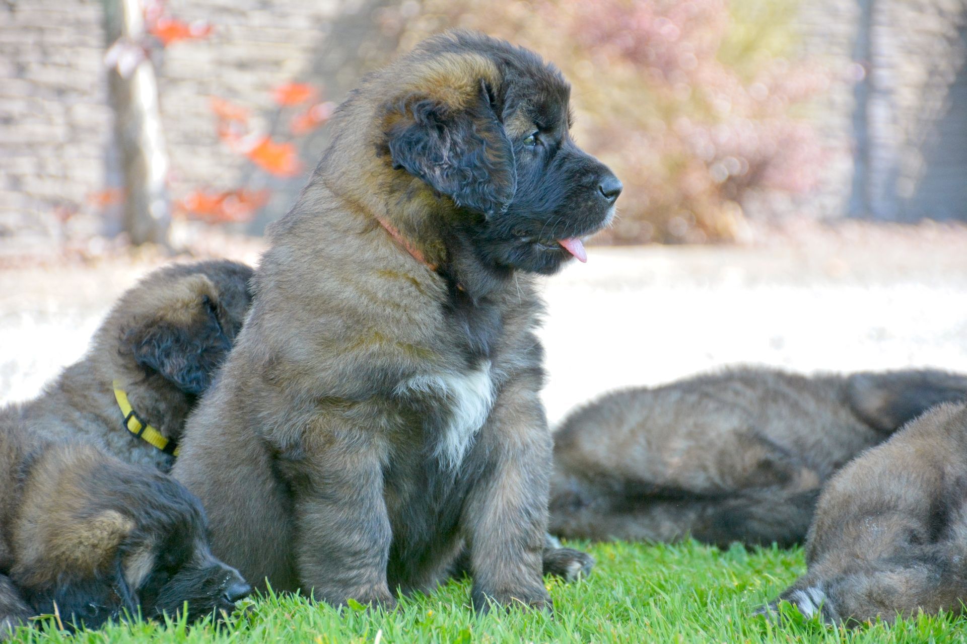 Hillhavenleonbergers leonbergers