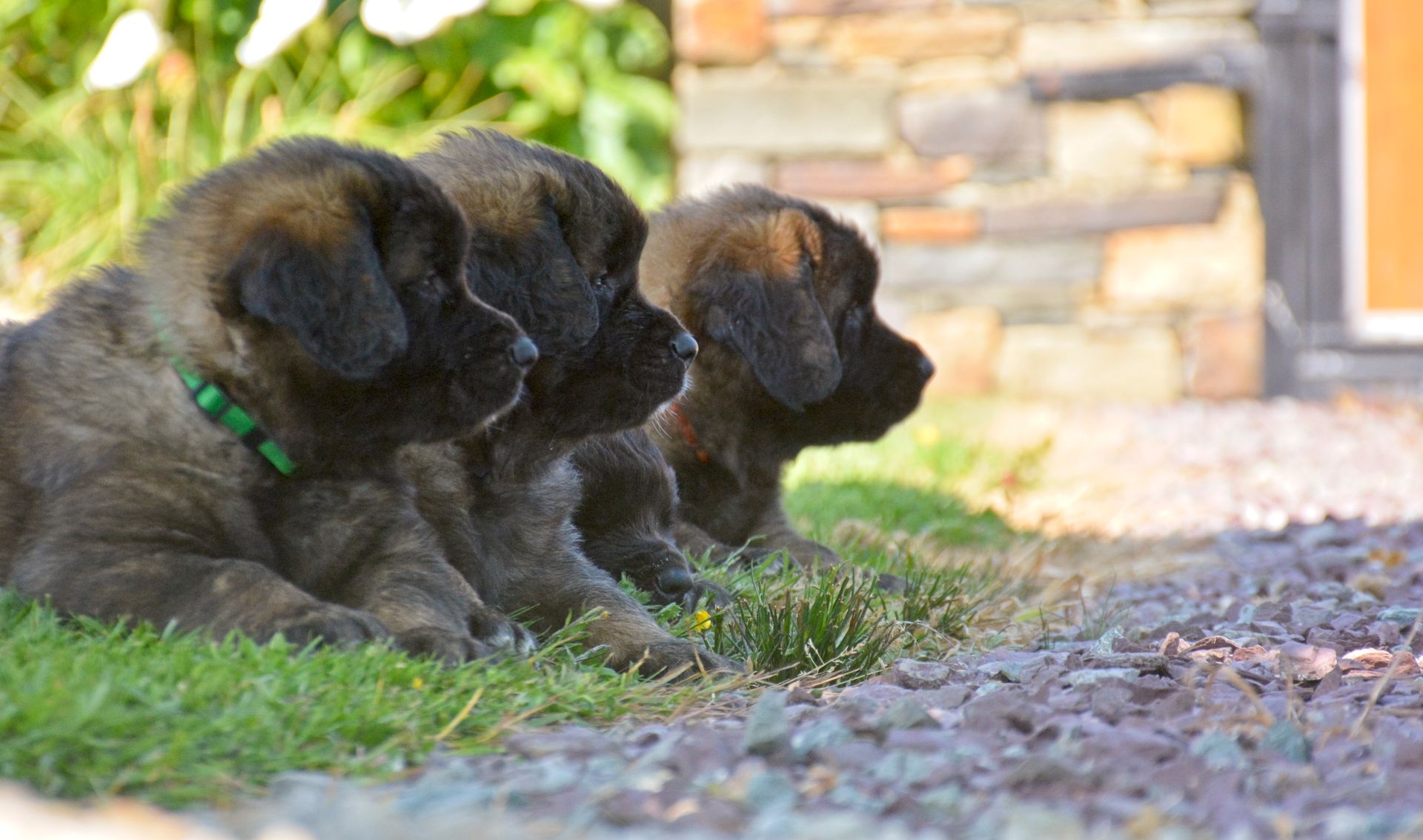 Hillhavenleonbergers leonbergers