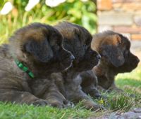 Three fluffy brown puppies lying in grass, facing right, with a stone wall and greenery behind them
