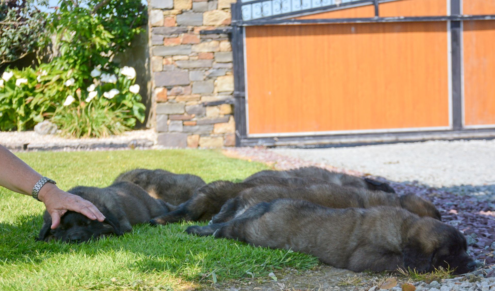 Hillhavenleonbergers leonbergers