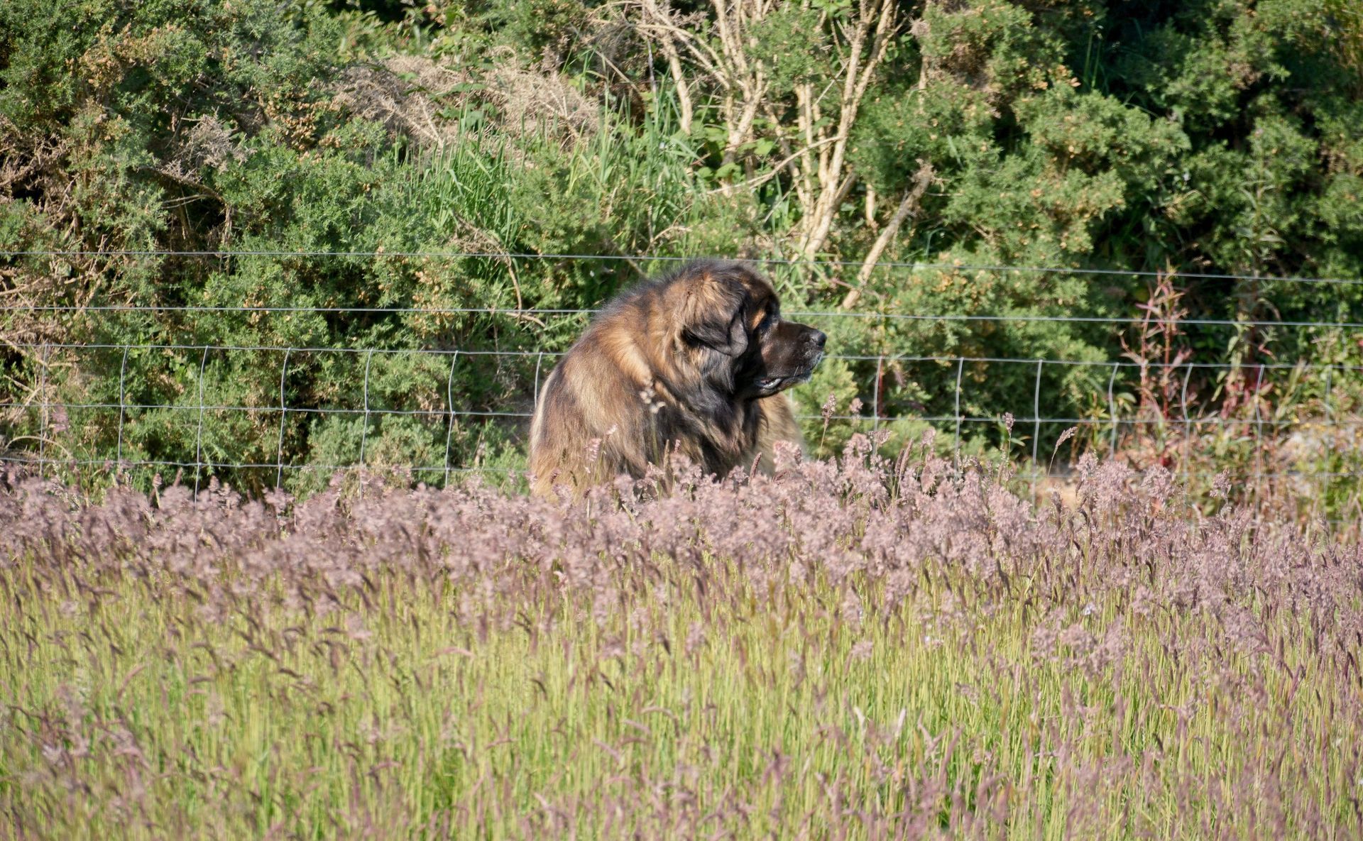 Hillhavenleonbergers leonbergers