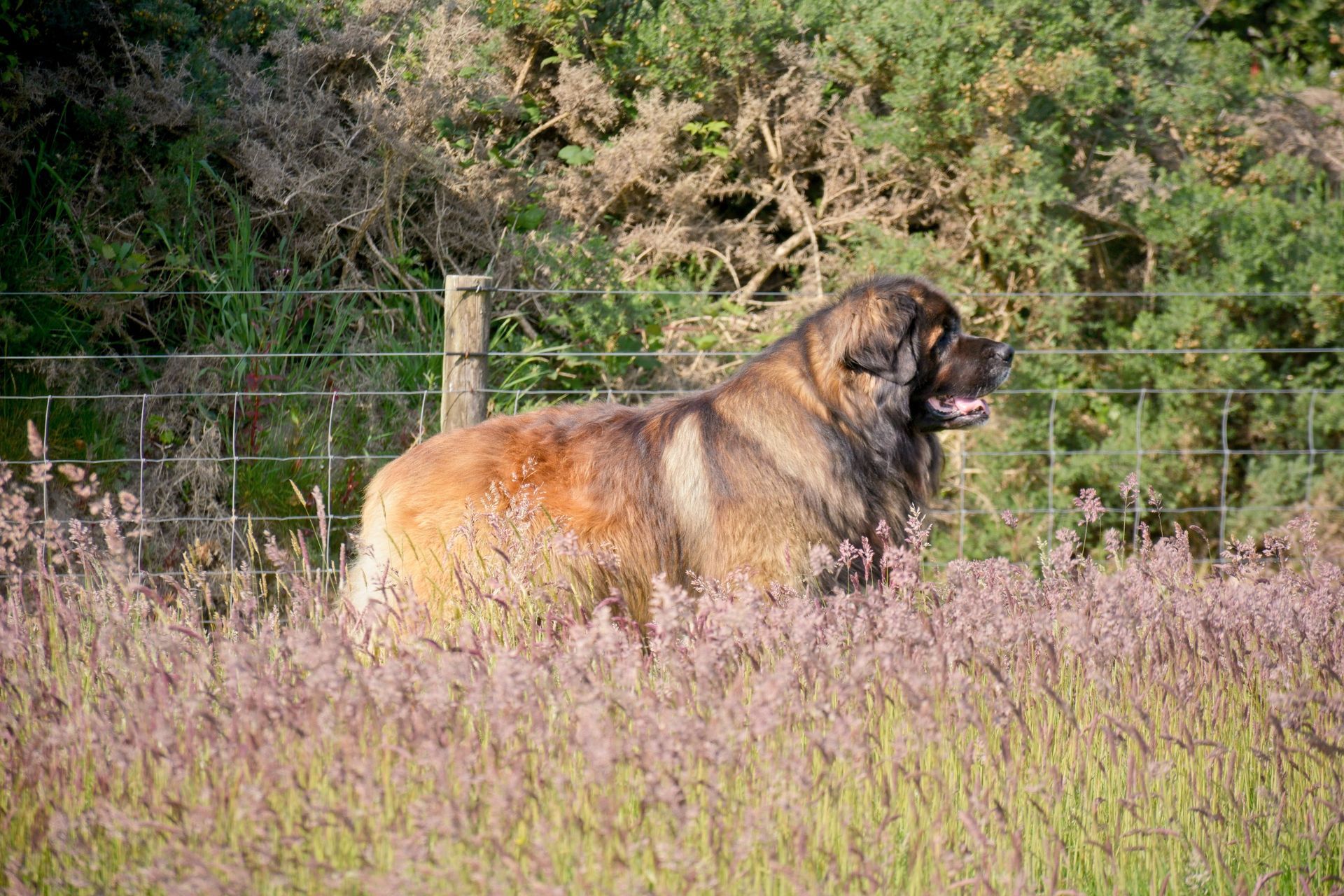 Hillhavenleonbergers leonbergers
