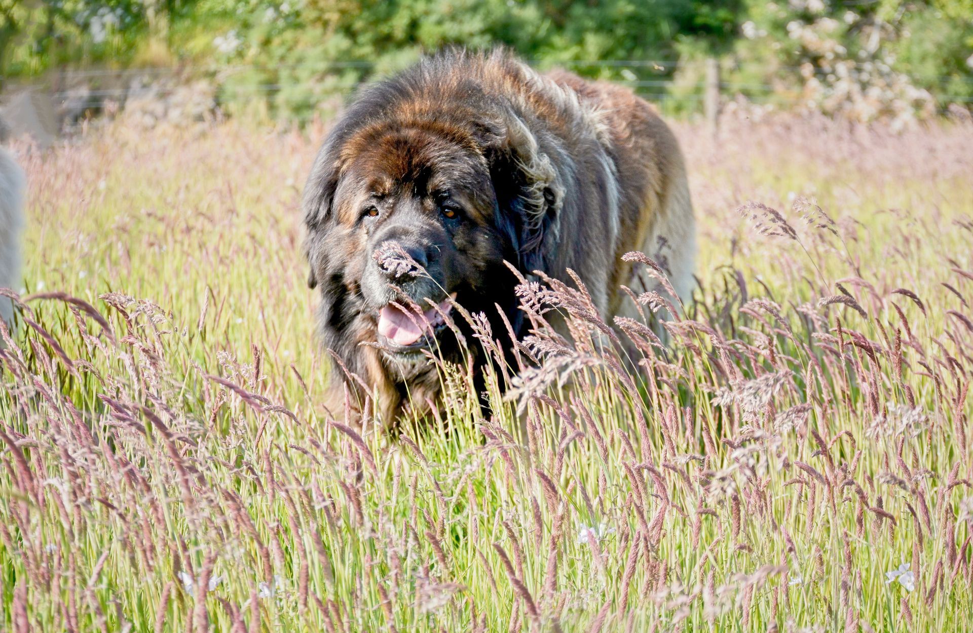 Large brown dog standing in tall grass with its tongue out in a sunny field