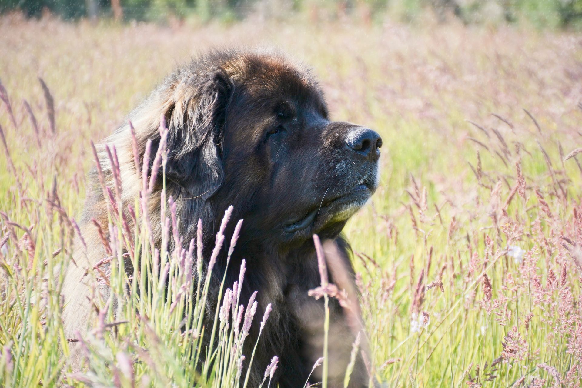 Hillhavenleonbergers leonbergers