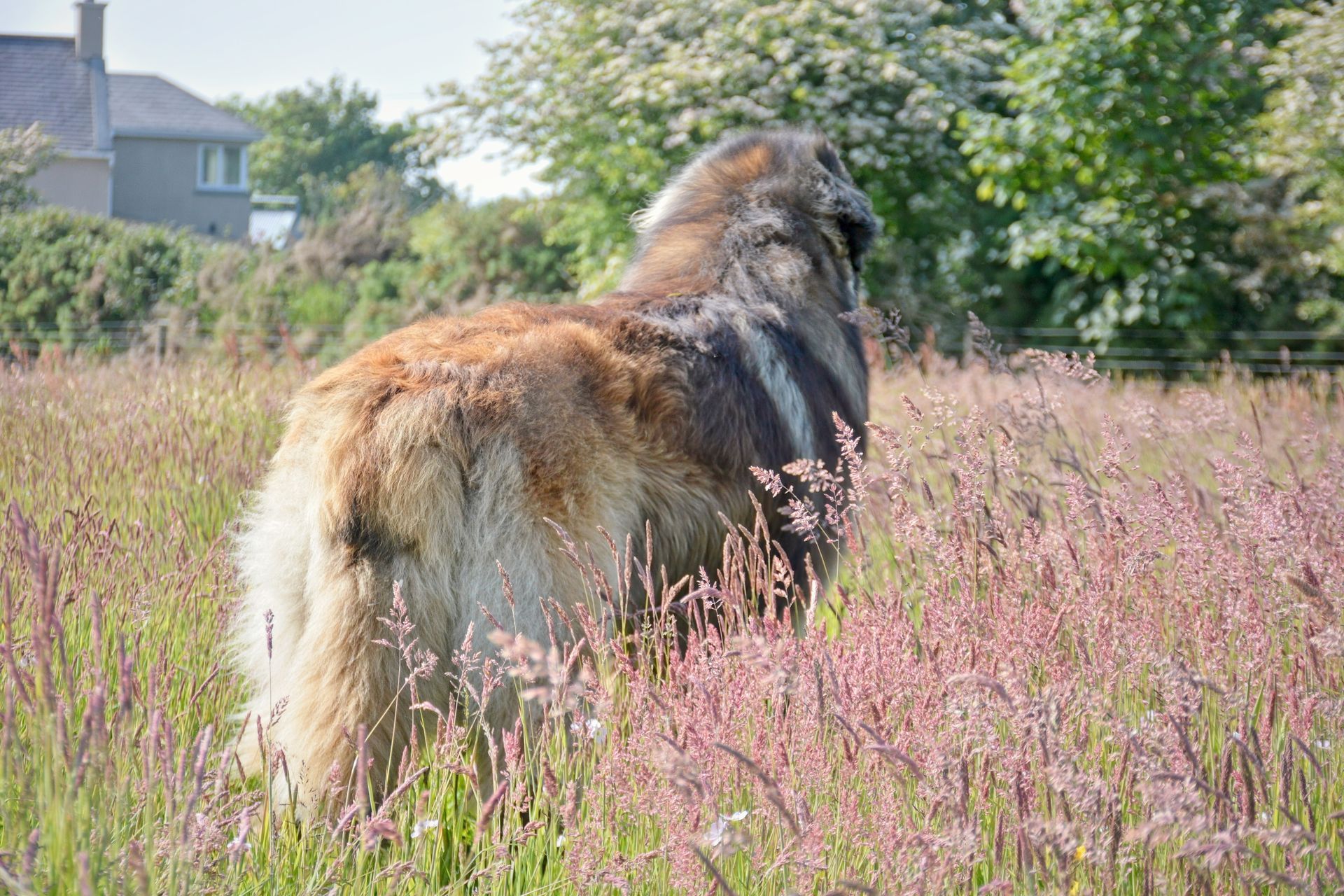 Hillhavenleonbergers leonbergers